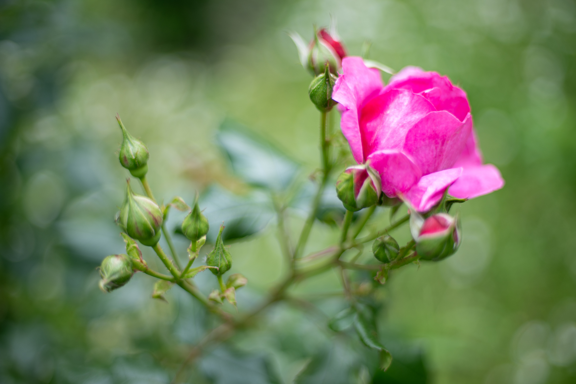 Nikkor 50mm F1.4 AI