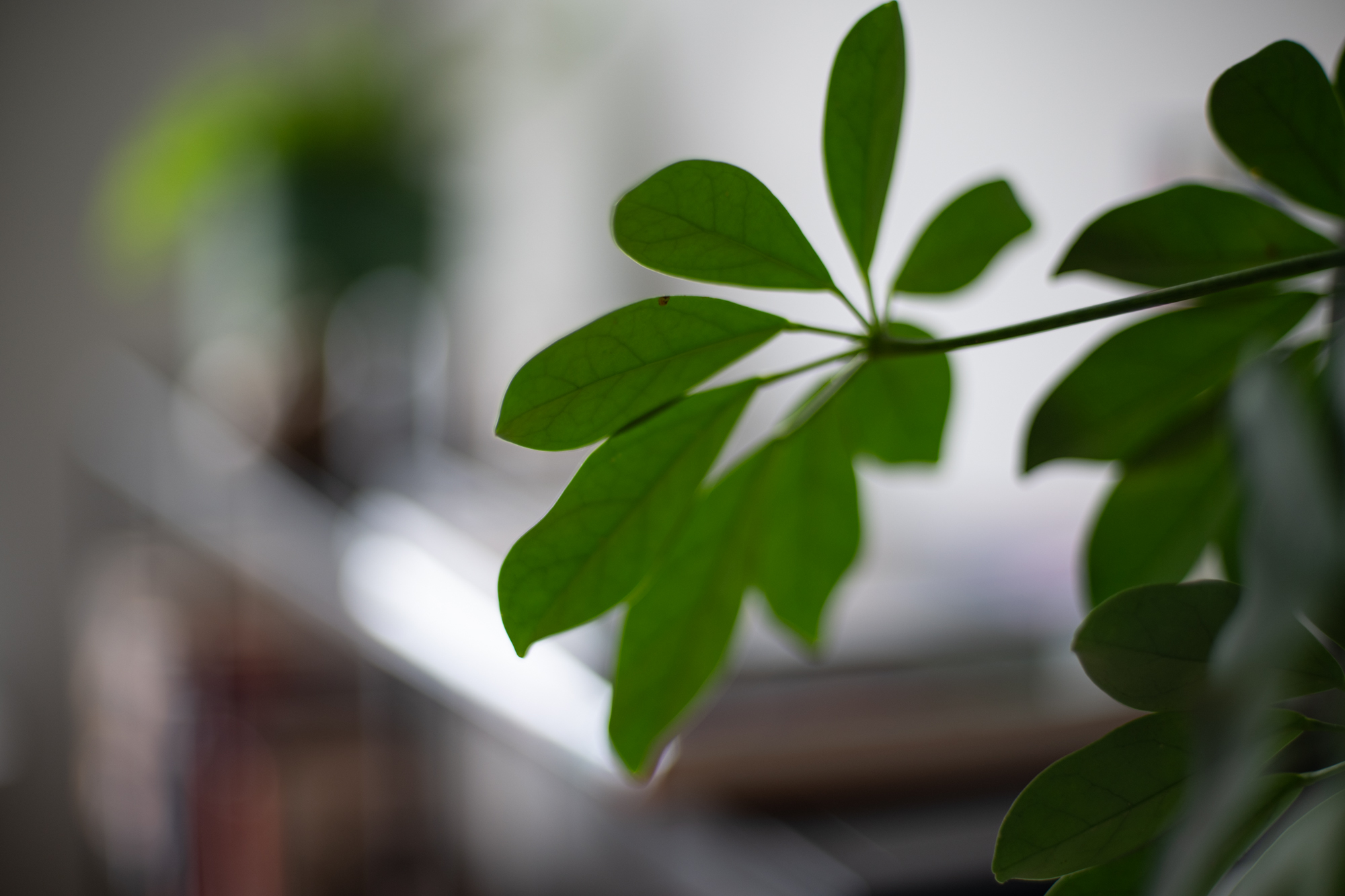 Nikkor 50mm F1.4 AI