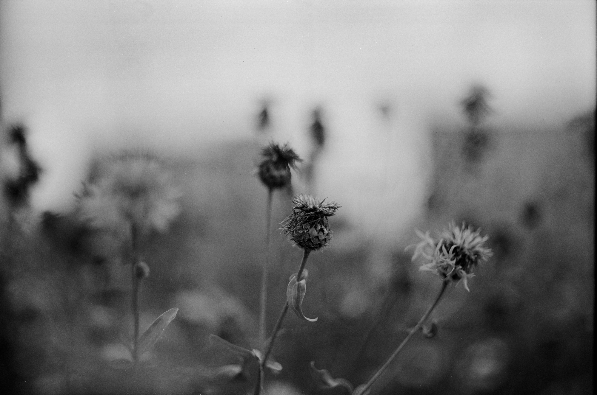 Canon 55mm f1.2 s.s.c. aspherical fd 2000px 000006900001