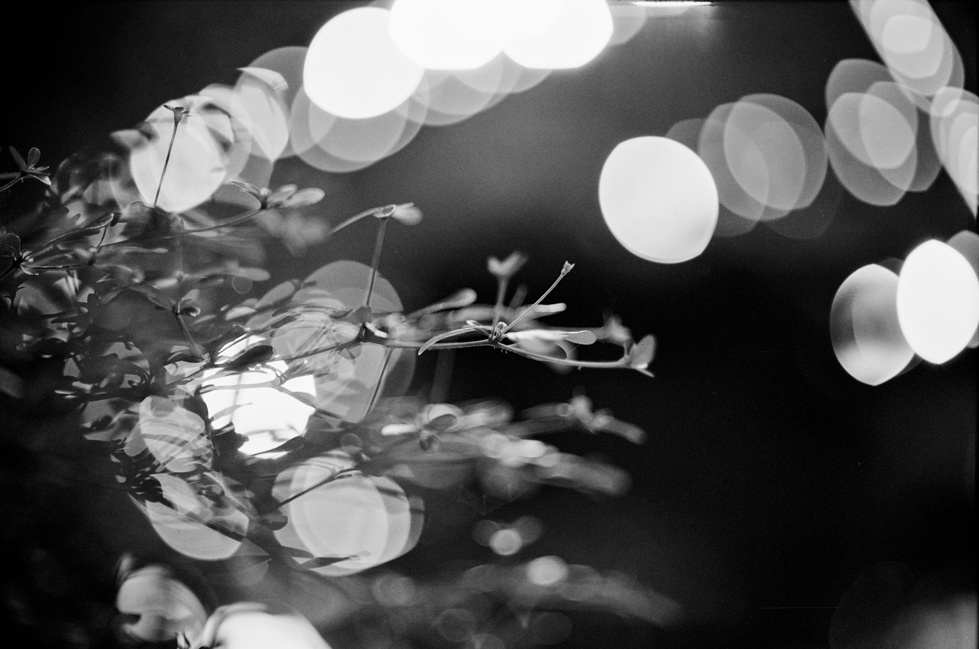 Canon 55mm f1.2 s.s.c. aspherical fd 2000px 000006900002