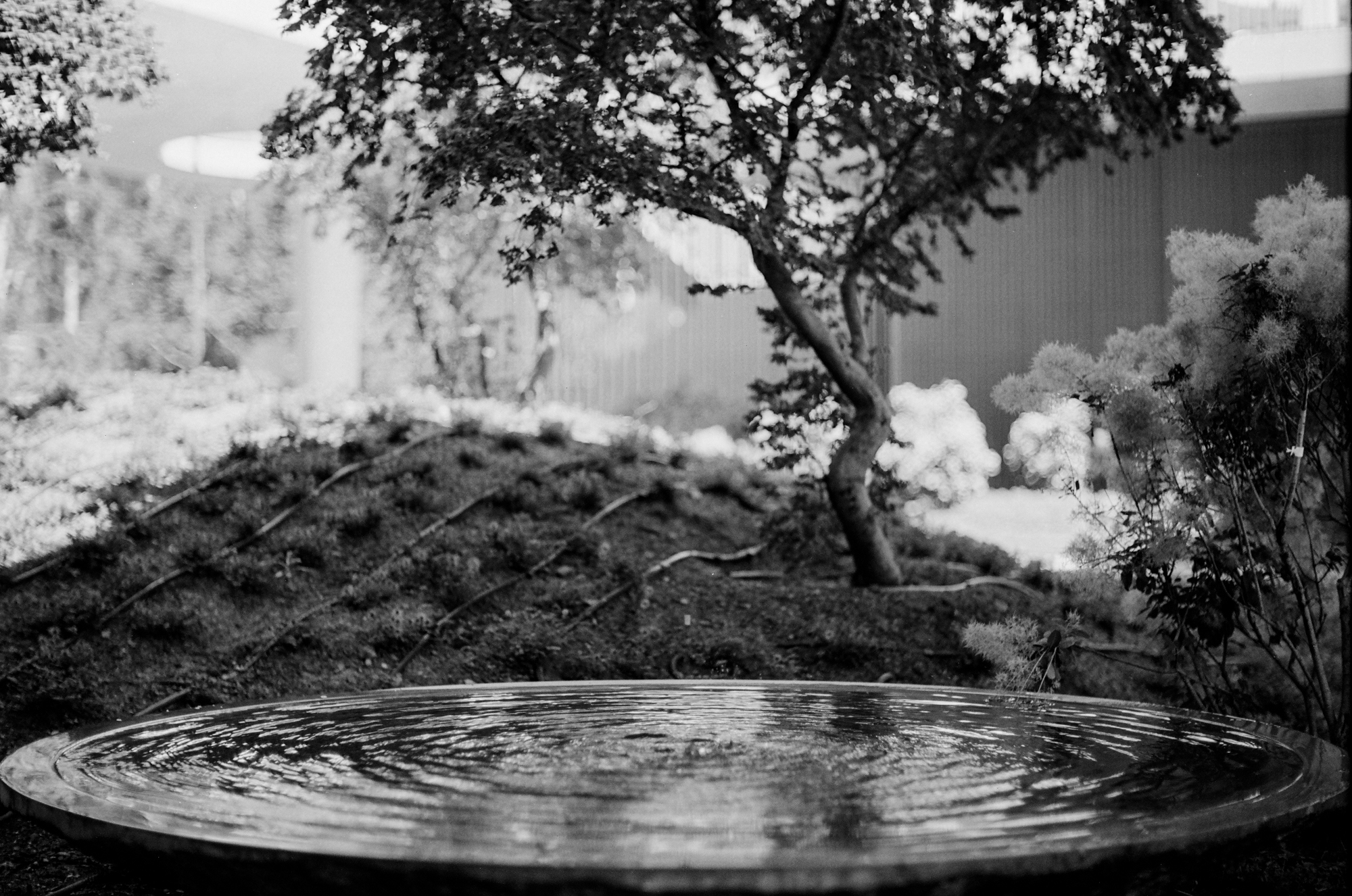 Canon 55mm f1.2 s.s.c. aspherical fd 2000px 000006900015