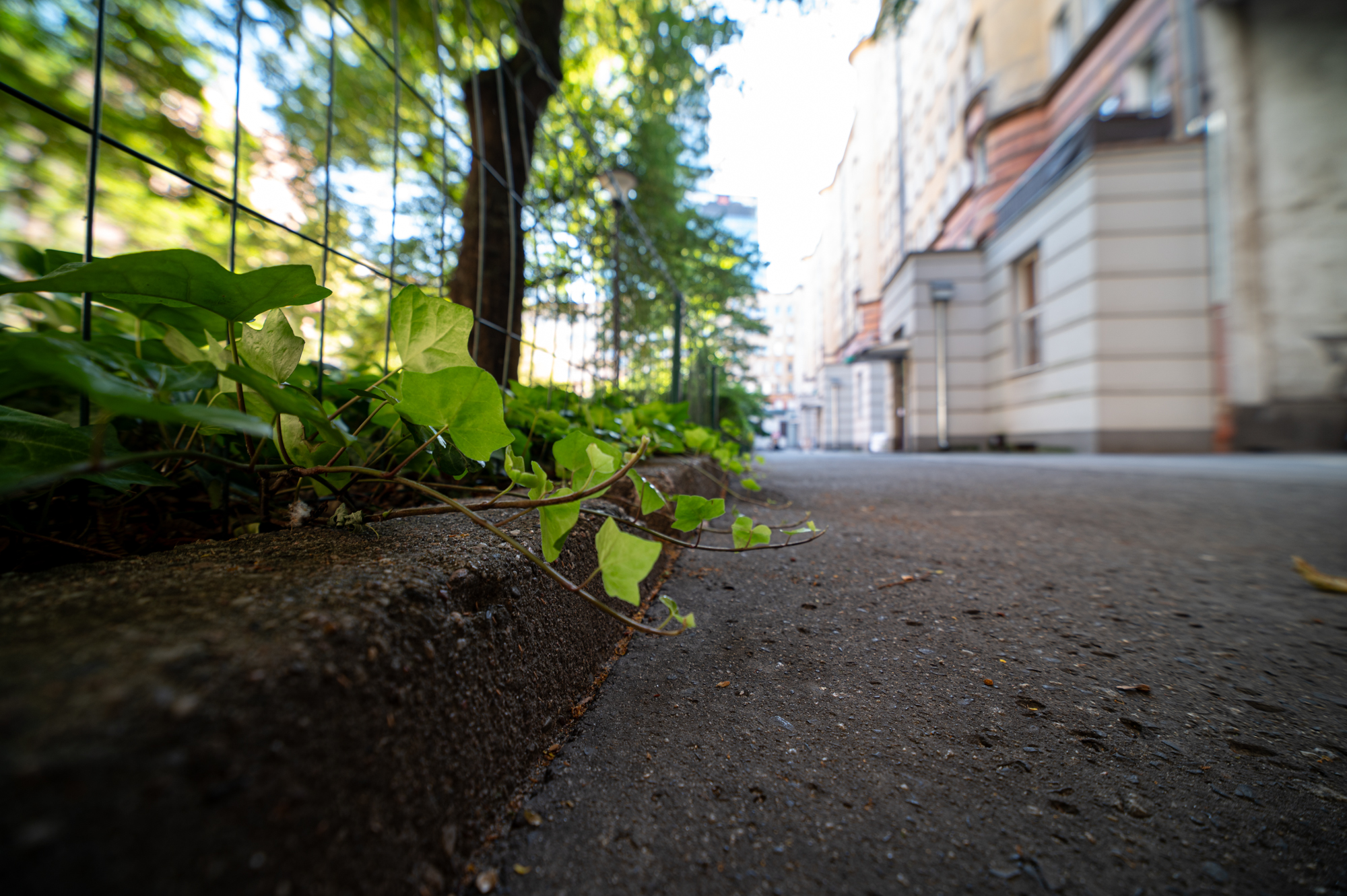 Samyang xp 14mm f2.4 nikon z6ii 0029