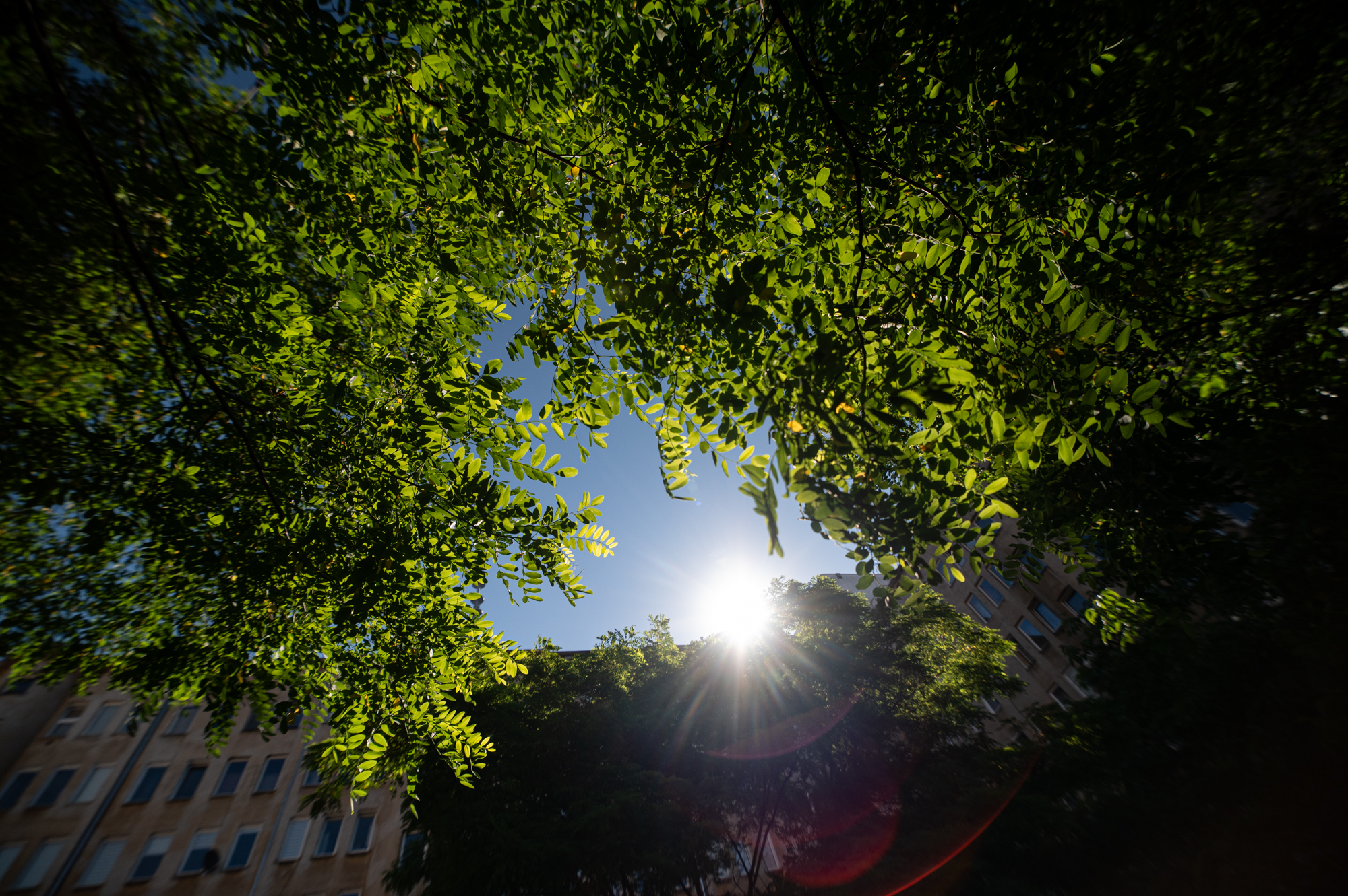 Samyang xp 14mm f2.4 nikon z6ii 0034