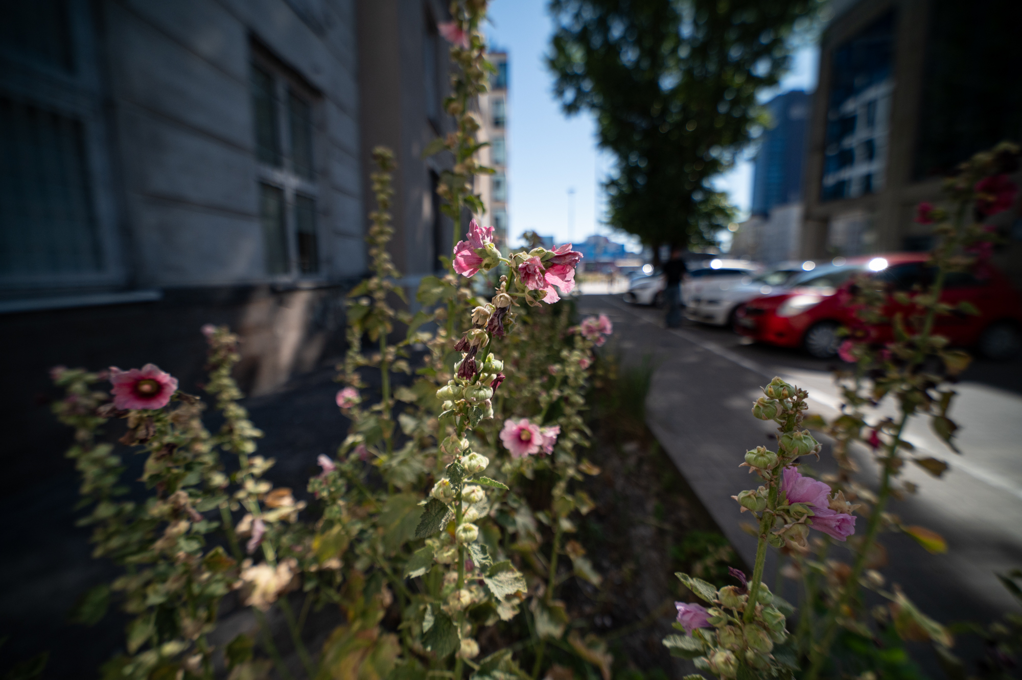 Samyang xp 14mm f2.4 nikon z6ii 0041