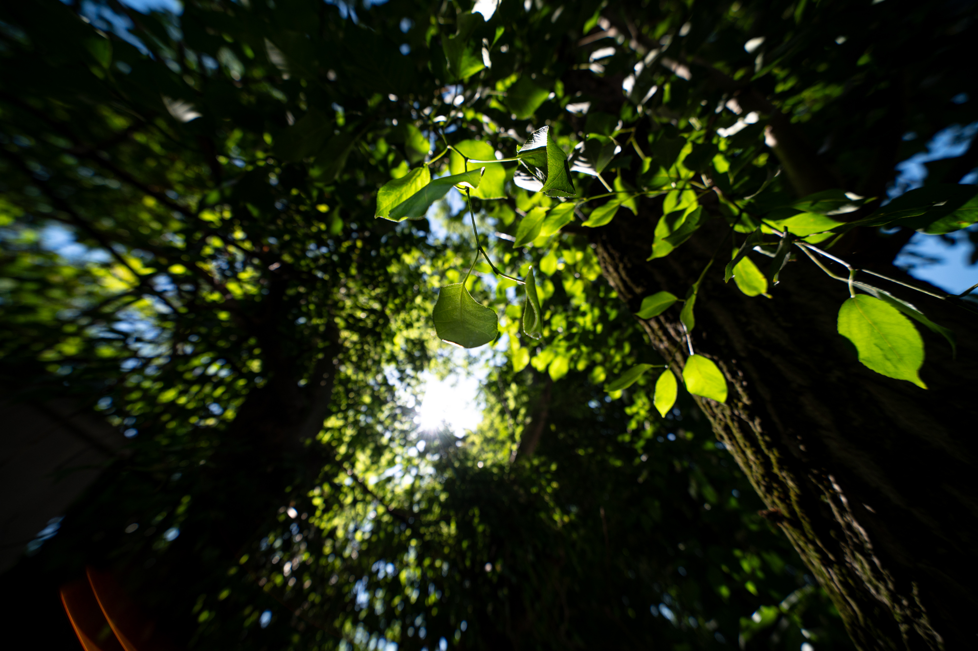Samyang xp 14mm f2.4 nikon z6ii 0080