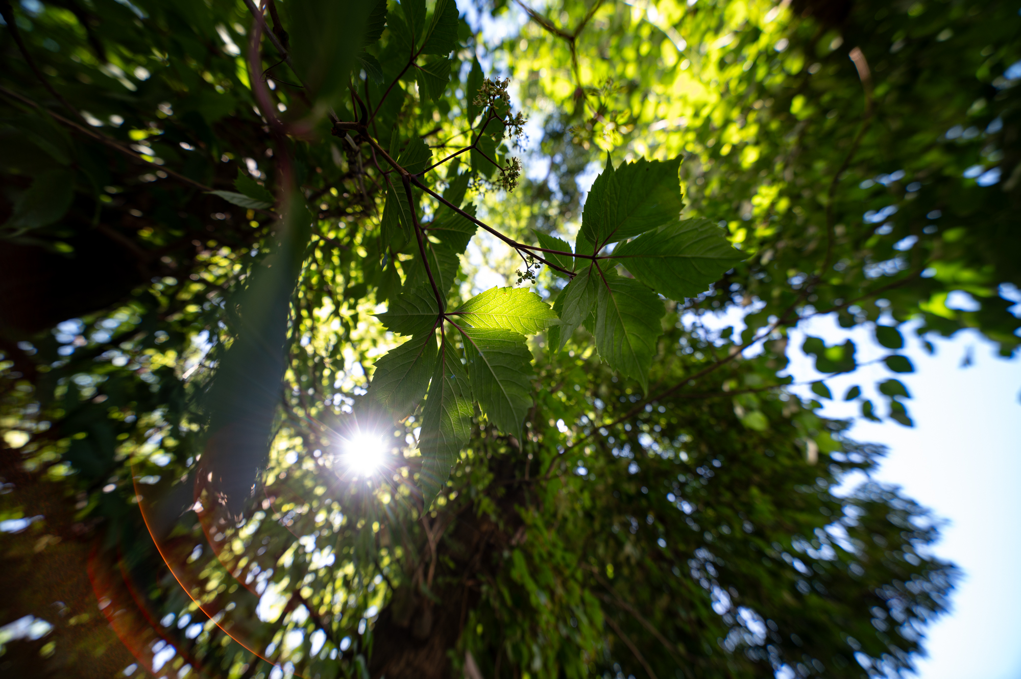 Samyang xp 14mm f2.4 nikon z6ii 0087