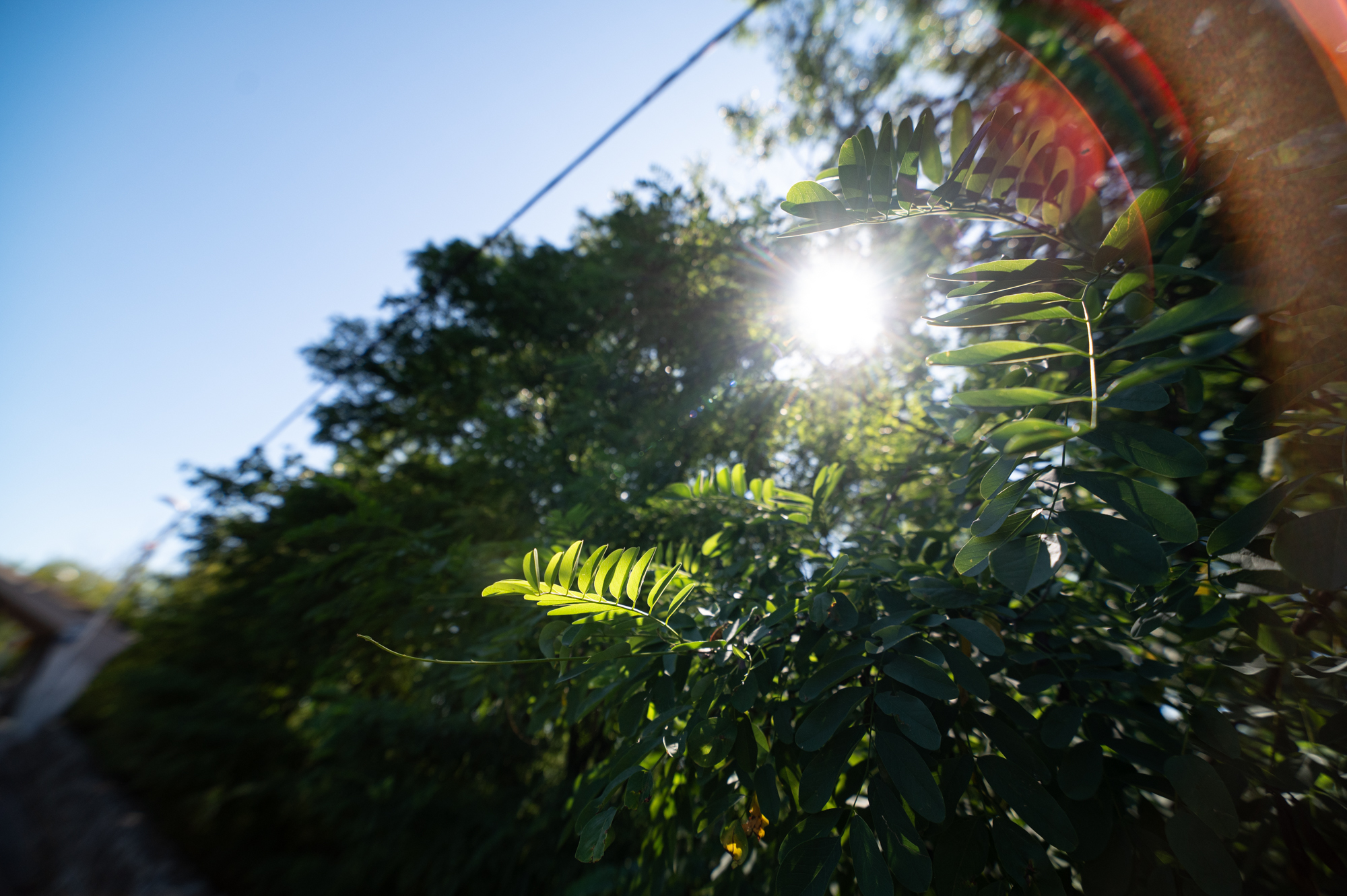 Samyang xp 14mm f2.4 nikon z6ii 0096