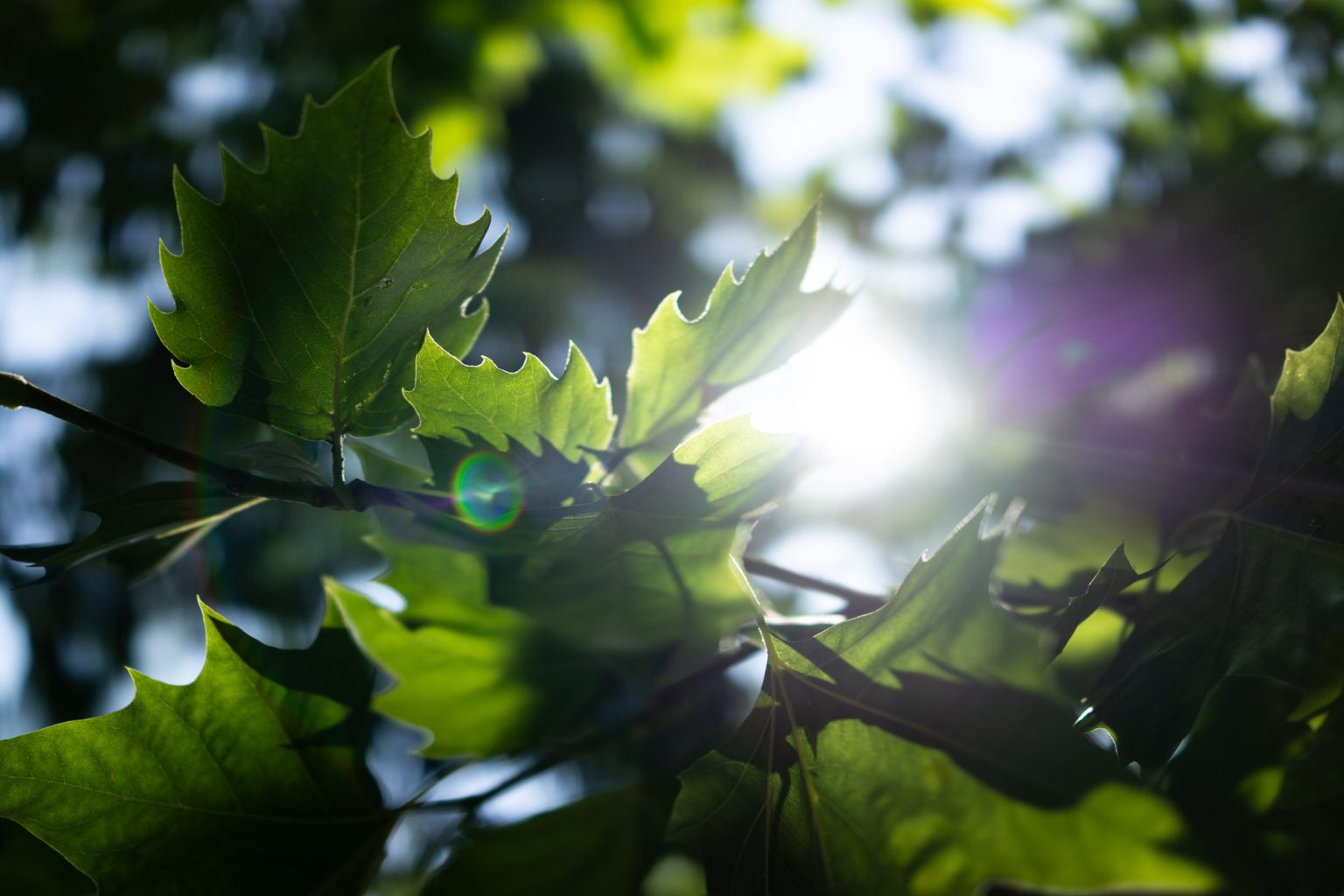 Sony RX1