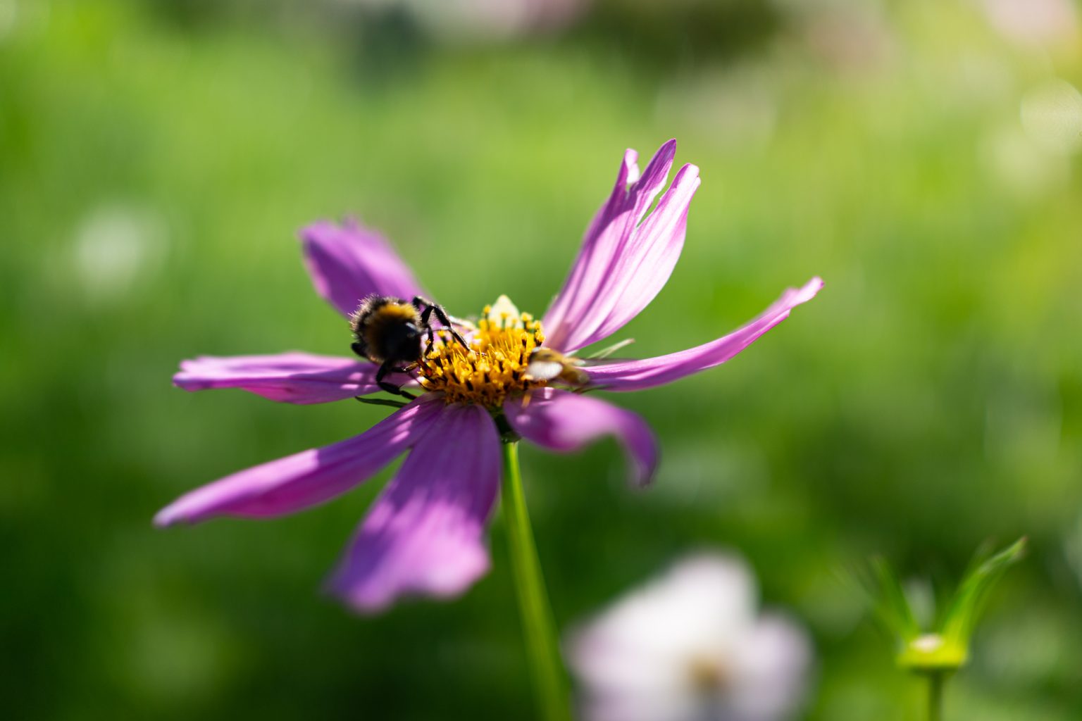Sony RX1