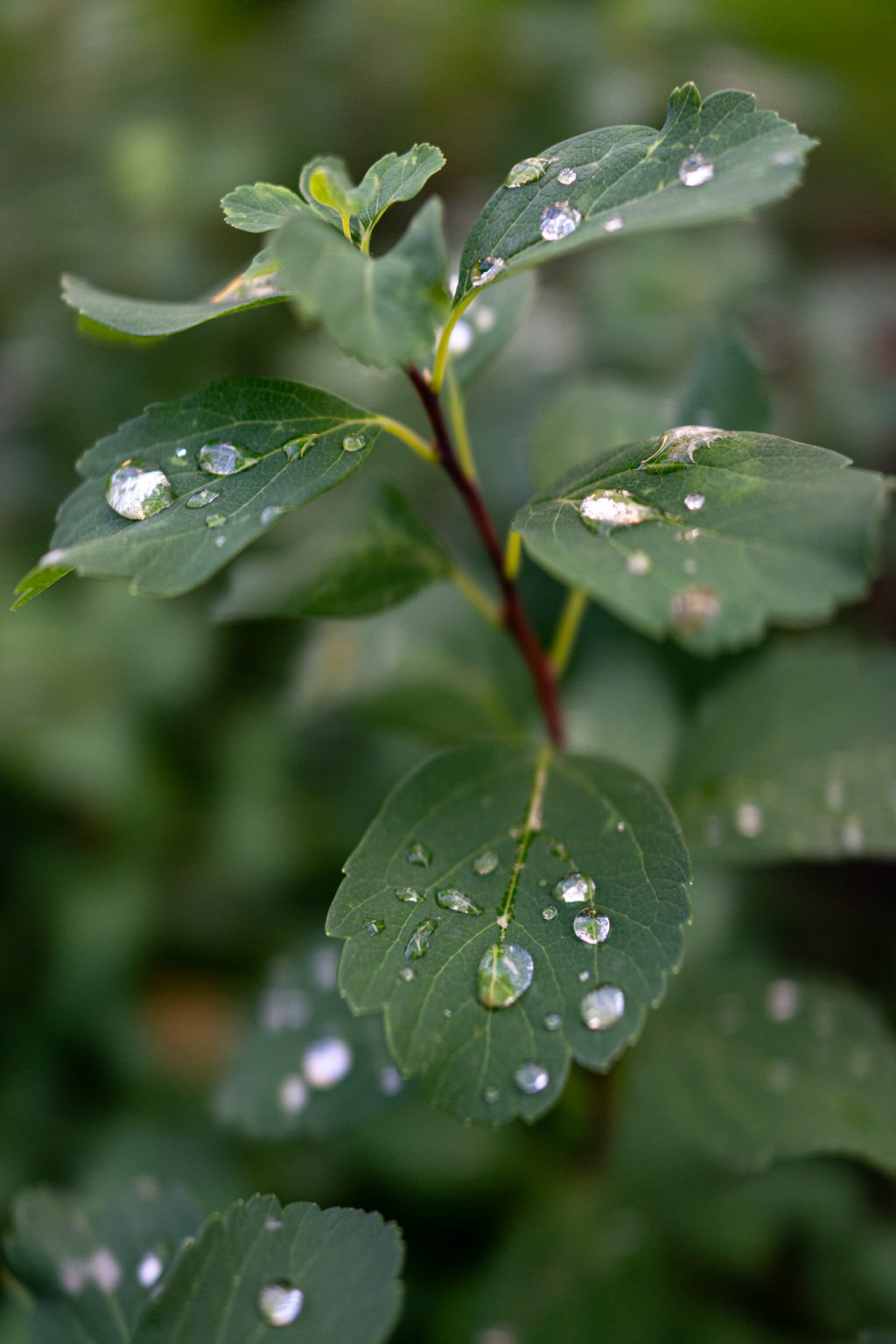 Sony RX1