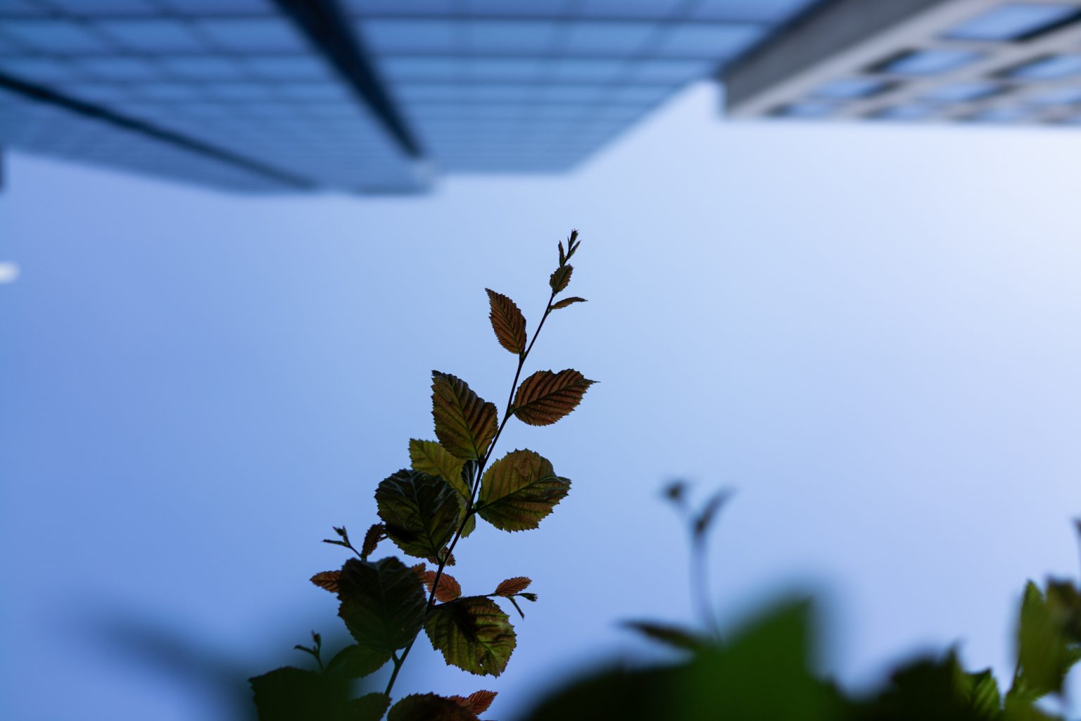 Sony RX1