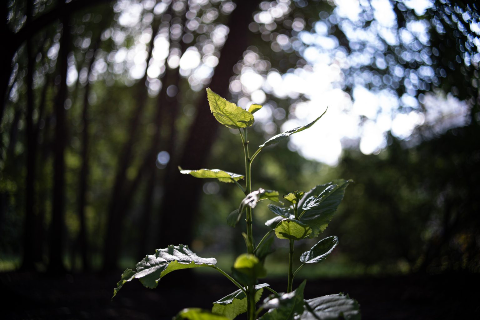 Galeria zdjęć przykładowych 2000px wykonana za pomocą obiektywu TTArtisan AF 23mm F1.8 ED Sony E