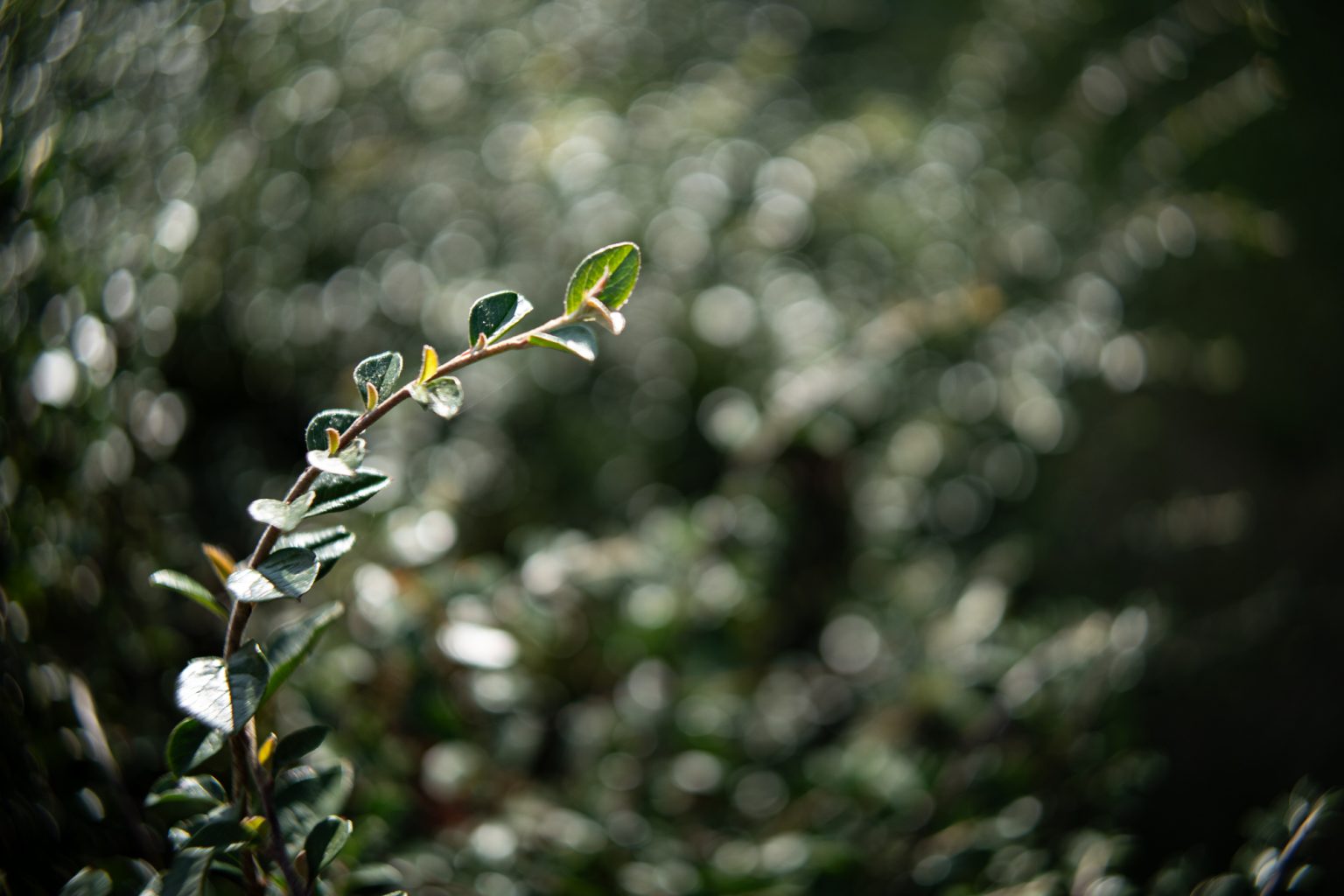 Galeria zdjęć przykładowych 2000px wykonana za pomocą obiektywu TTArtisan AF 23mm F1.8 ED Sony E