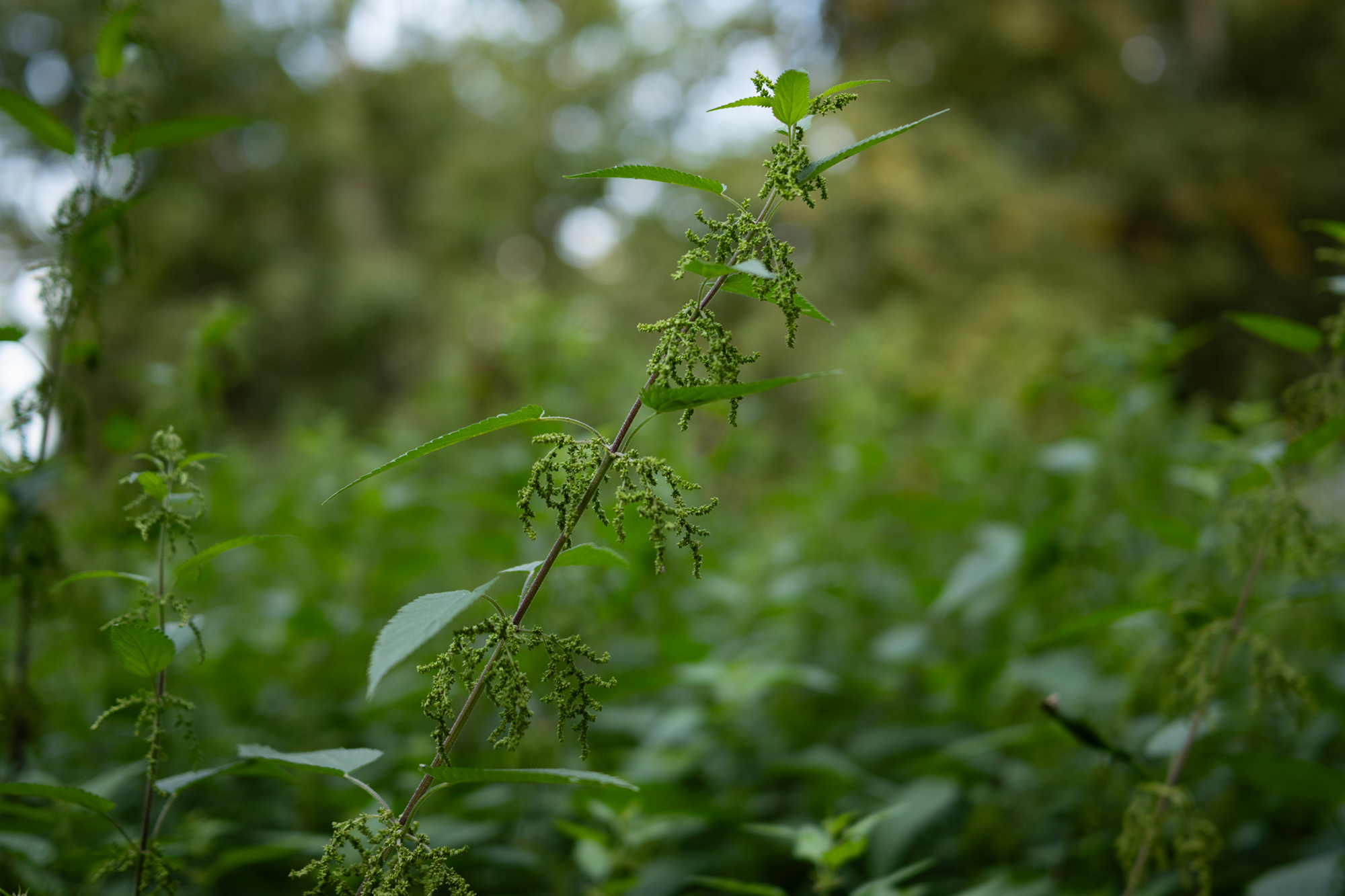 Ttart40 2 nikonzfc kru (4)