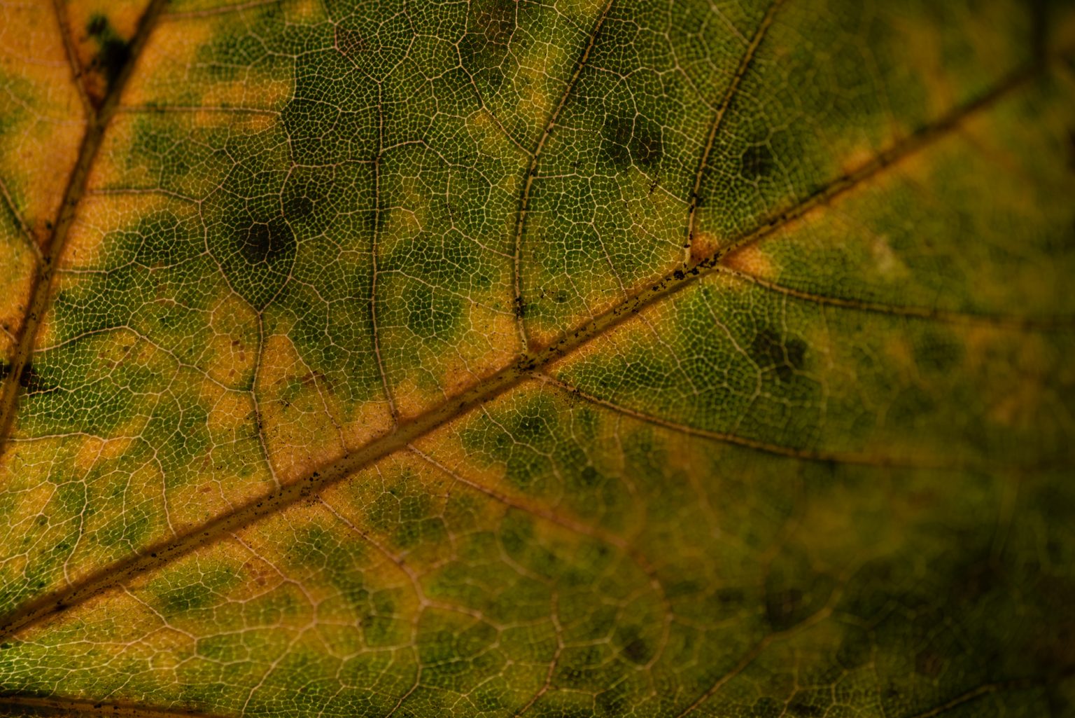 D750 Tamron90MacroSP (10) D750 tamron90macrosp (10)