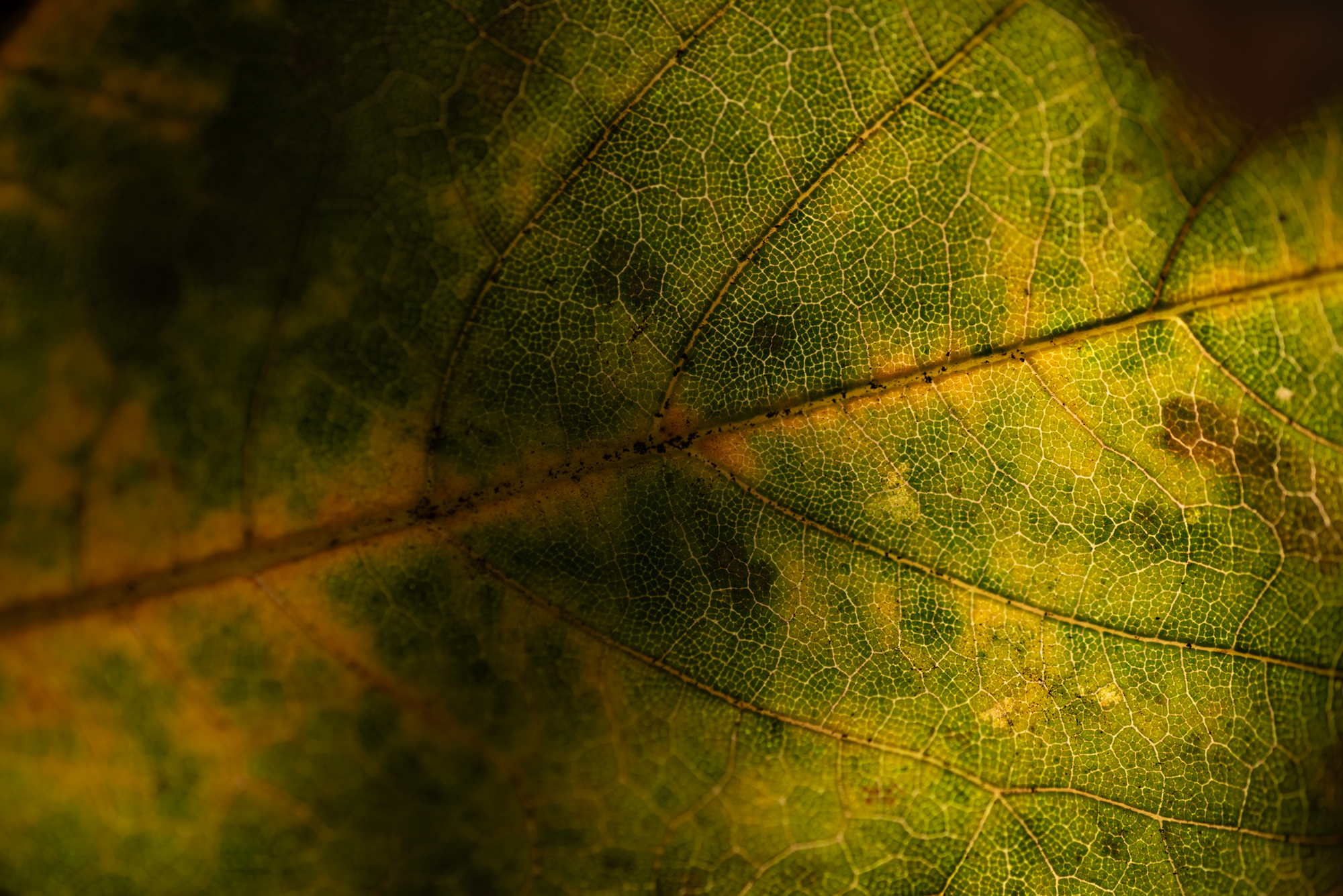 D750 tamron90macrosp (11)