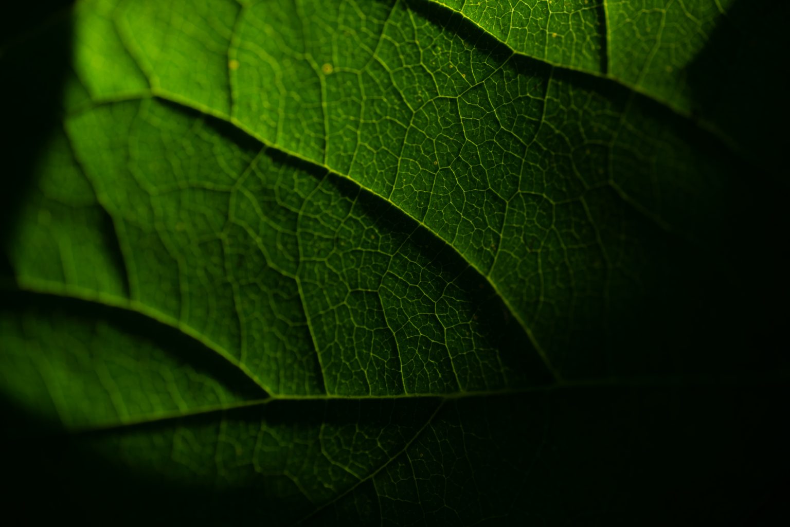 D750 Tamron90MacroSP (12) D750 tamron90macrosp (12)