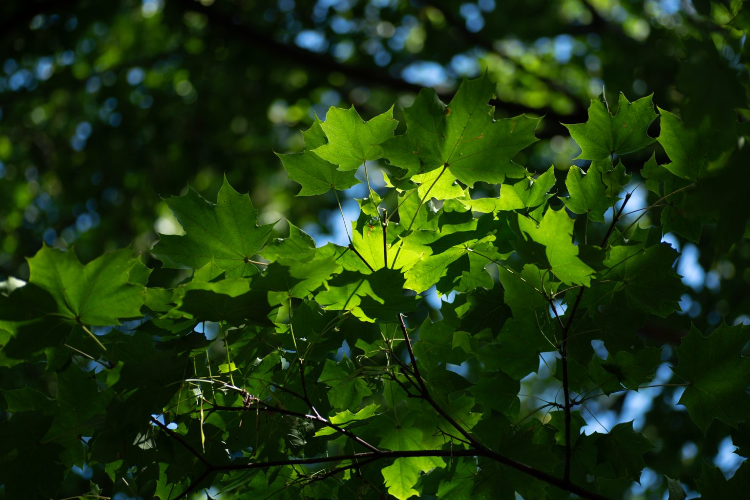 D750 Tamron90MacroSP (14) D750 tamron90macrosp (14)
