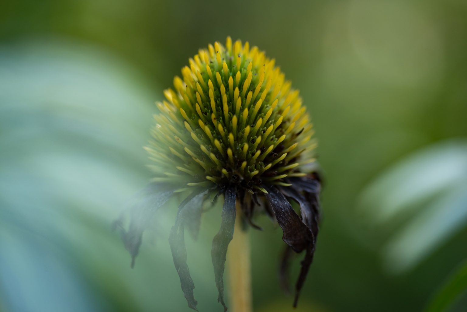 D750 Tamron90MacroSP (15) D750 tamron90macrosp (15)