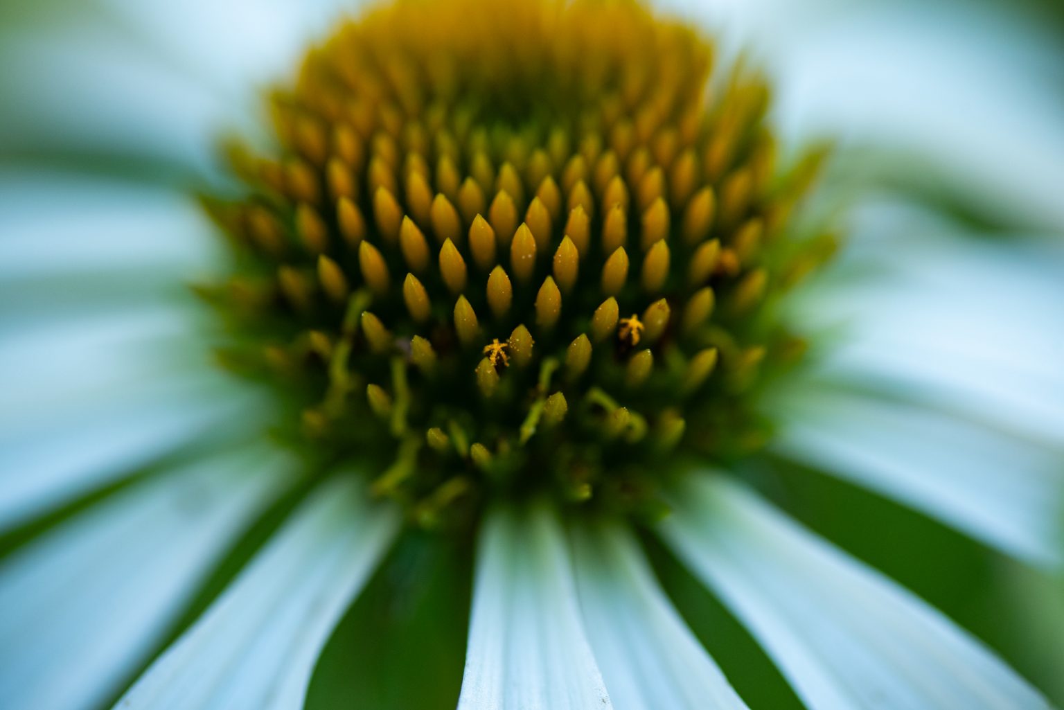 D750 Tamron90MacroSP (16) D750 tamron90macrosp (16)