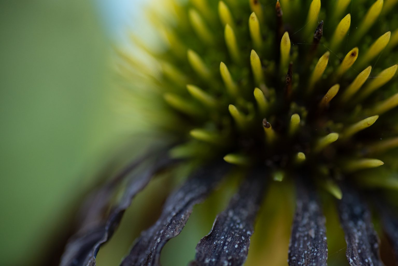D750 Tamron90MacroSP (17) D750 tamron90macrosp (17)