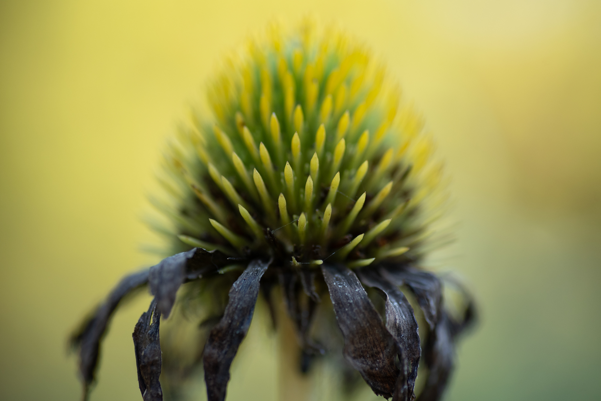 D750 tamron90macrosp (18)