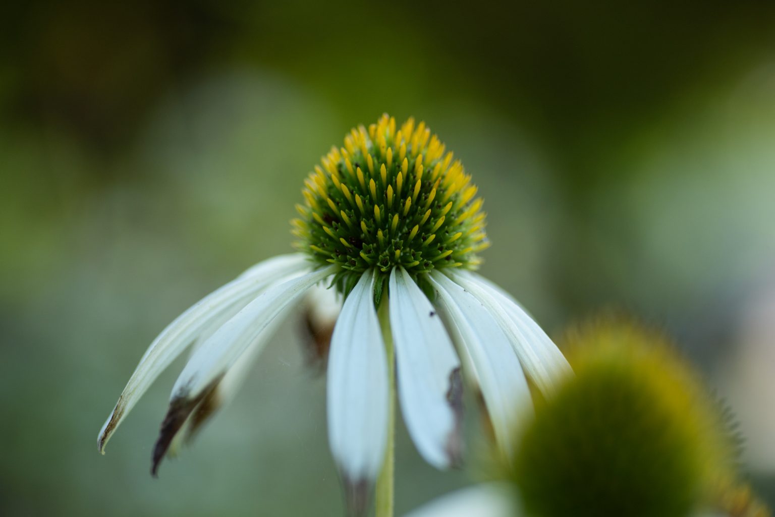 D750 Tamron90MacroSP (19) D750 tamron90macrosp (19)