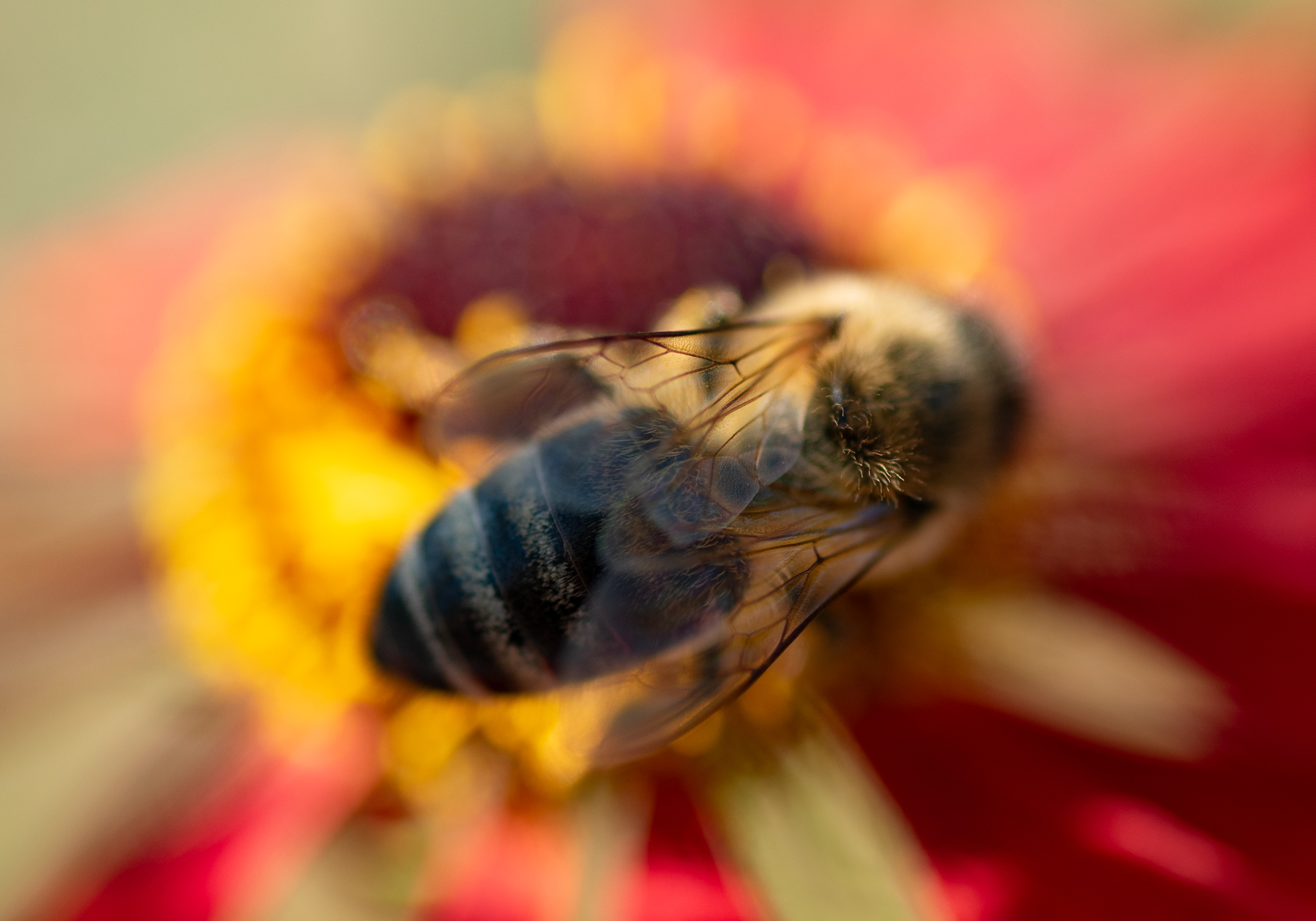 D750 tamron90macrosp (2)