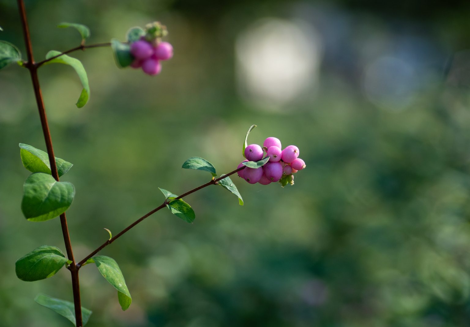 D750 Tamron90MacroSP (22) D750 tamron90macrosp (22)