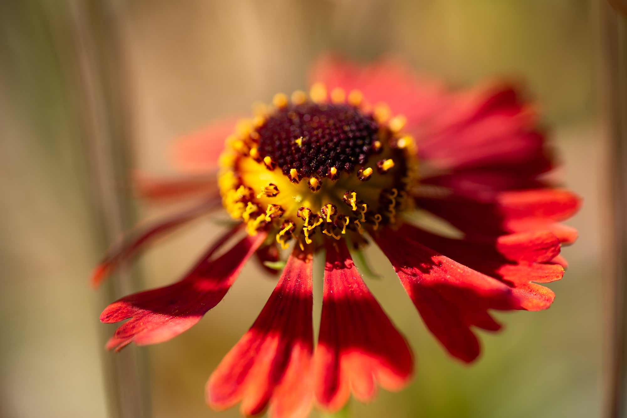 D750 tamron90macrosp (3)