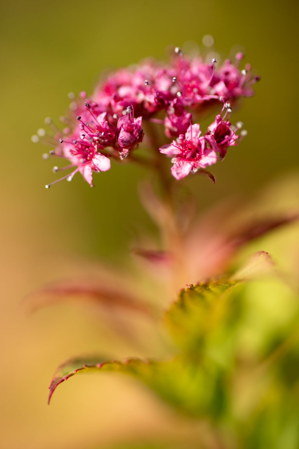 D750 Tamron90MacroSP (5) D750 tamron90macrosp (5)