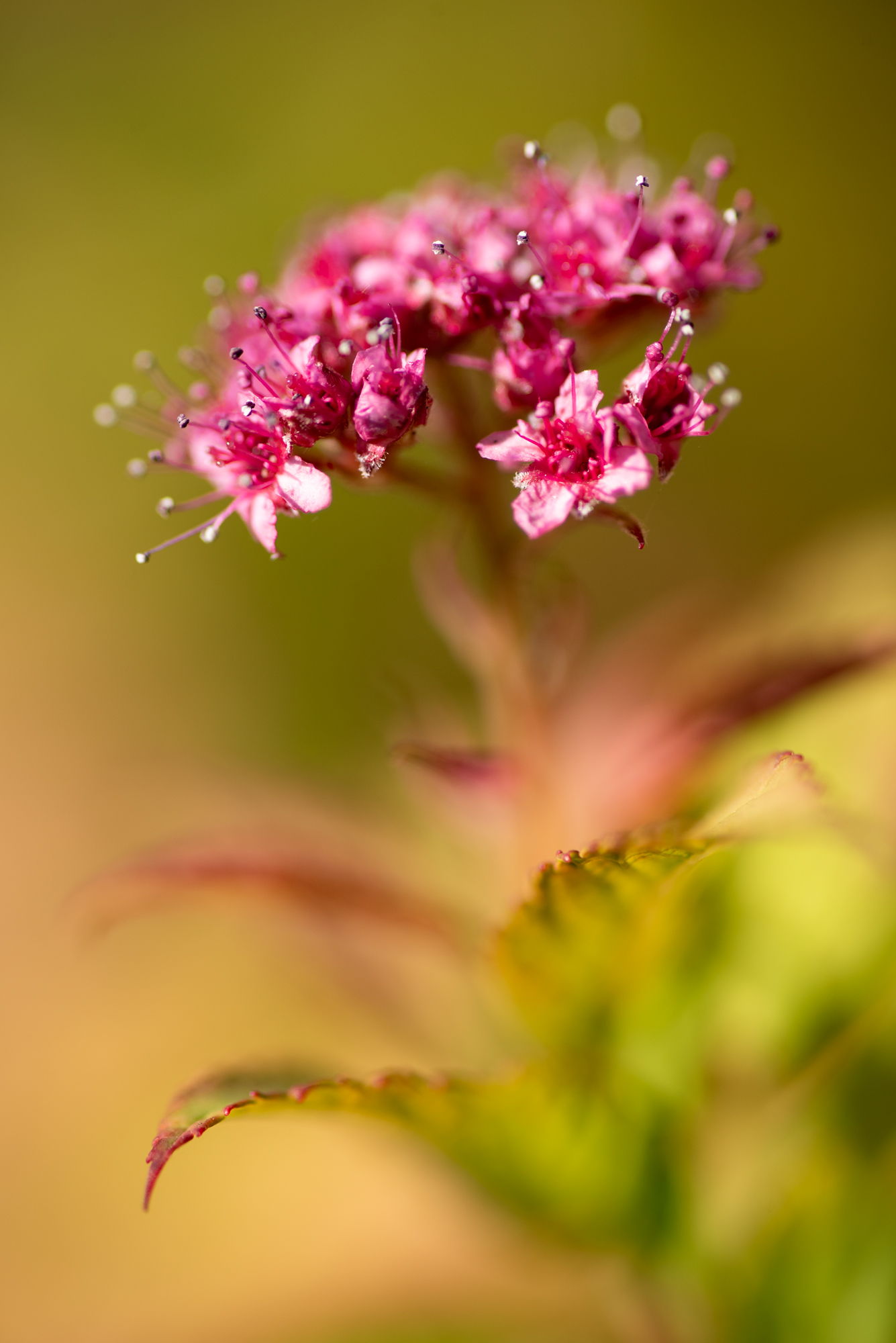 D750 tamron90macrosp (5)