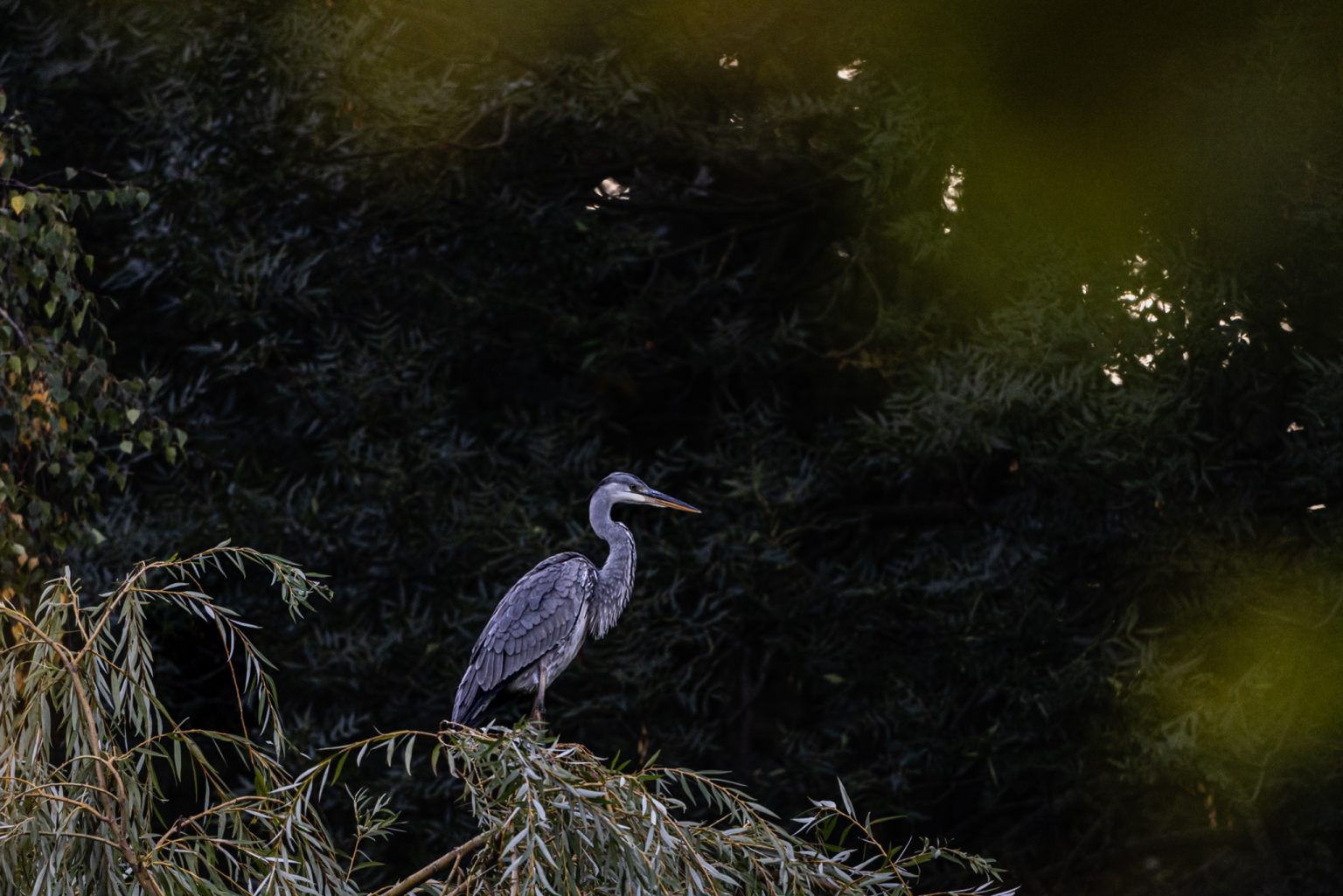 Galeria zdjęć przykładowych 2000px z obiektywu Canon RF 1200mm F8 L IS USM