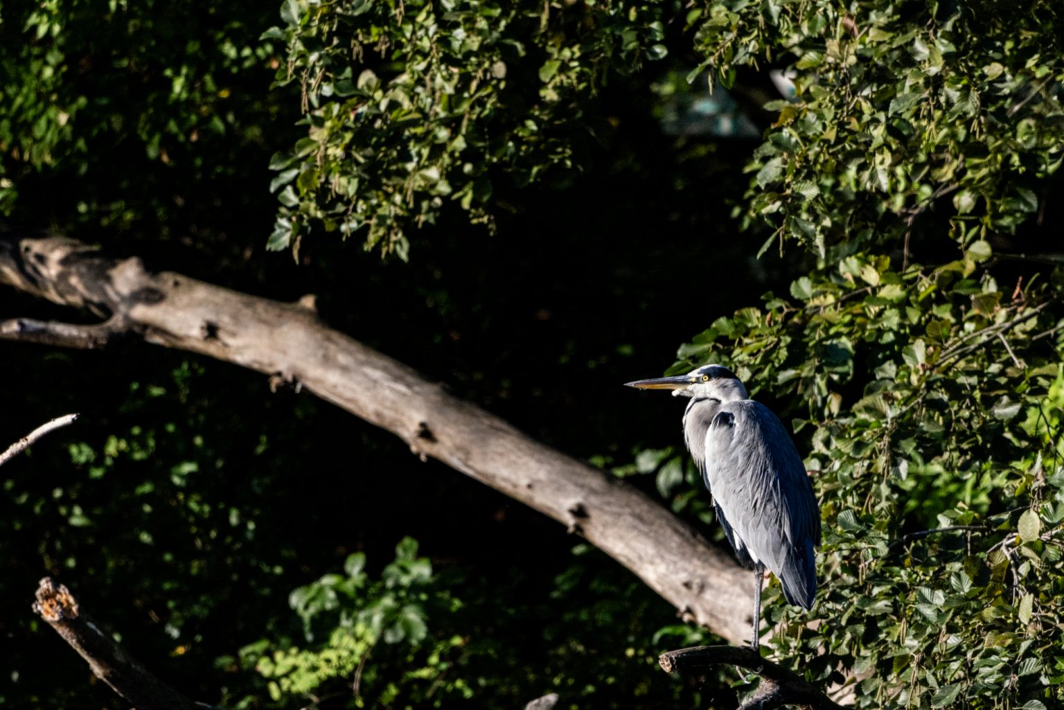 Galeria zdjęć przykładowych 2000px z obiektywu Canon RF 1200mm F8 L IS USM