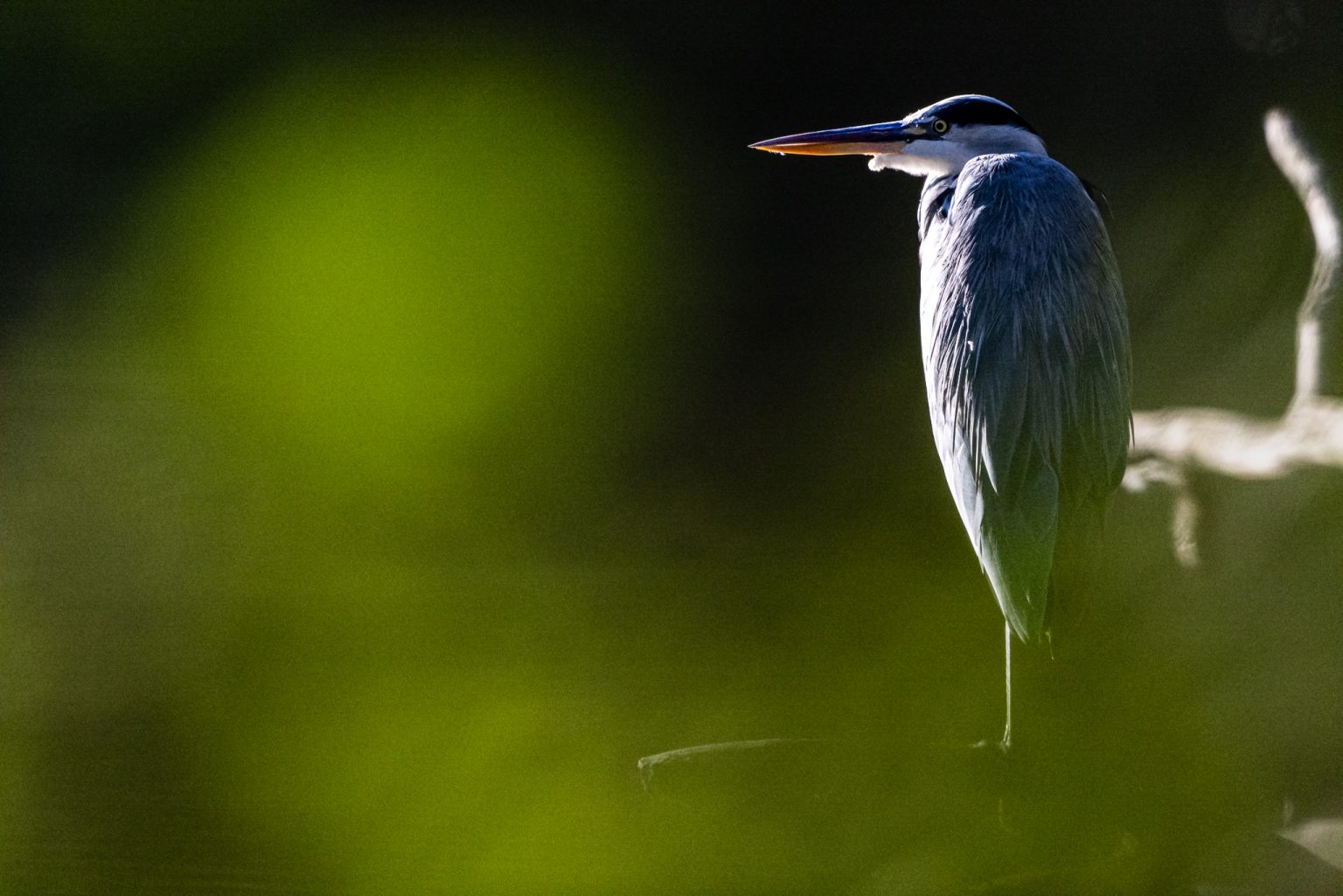 Galeria zdjęć przykładowych 2000px z obiektywu Canon RF 1200mm F8 L IS USM