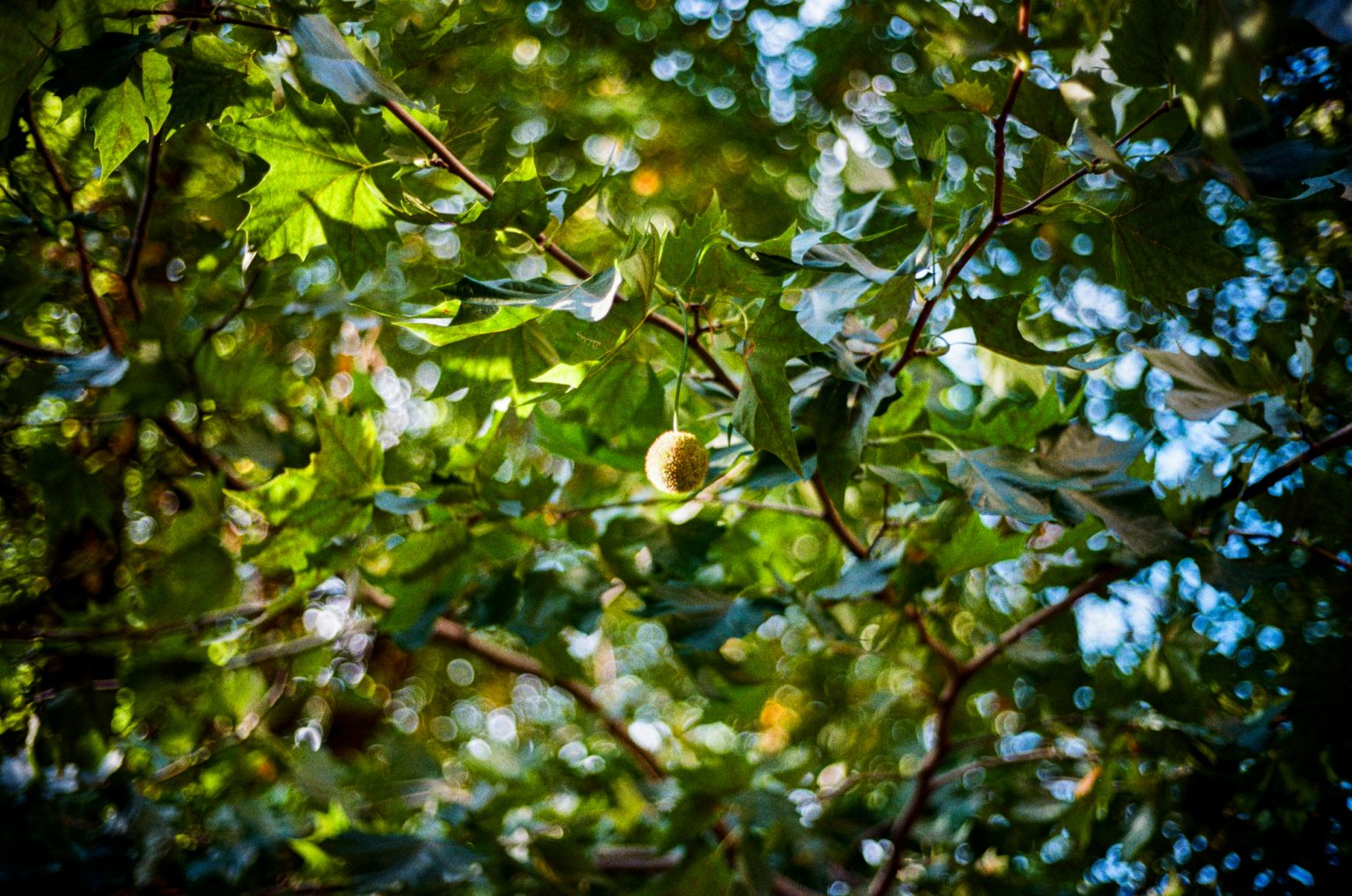 Galeria zdjęć przykładowych 2000px z aparatu Leica CL i obiektywu Voigtlander 40mm F1.4 Nokton Classic