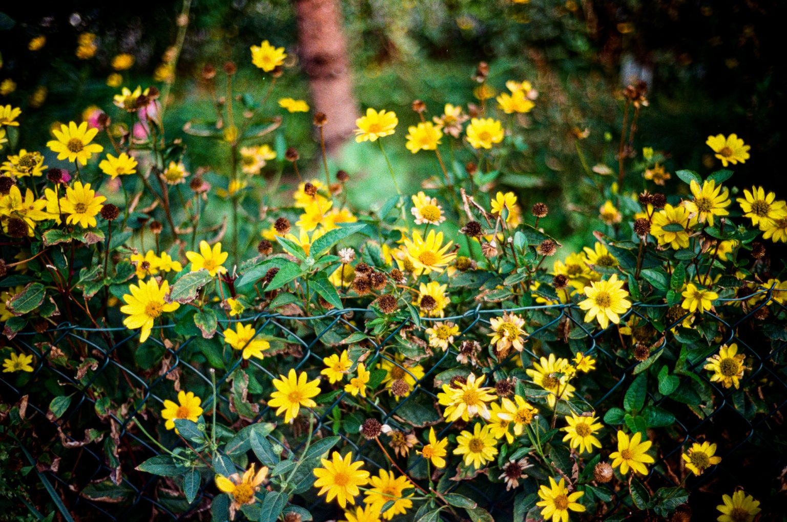 Galeria zdjęć przykładowych 2000px z aparatu Leica CL i obiektywu Voigtlander 40mm F1.4 Nokton Classic
