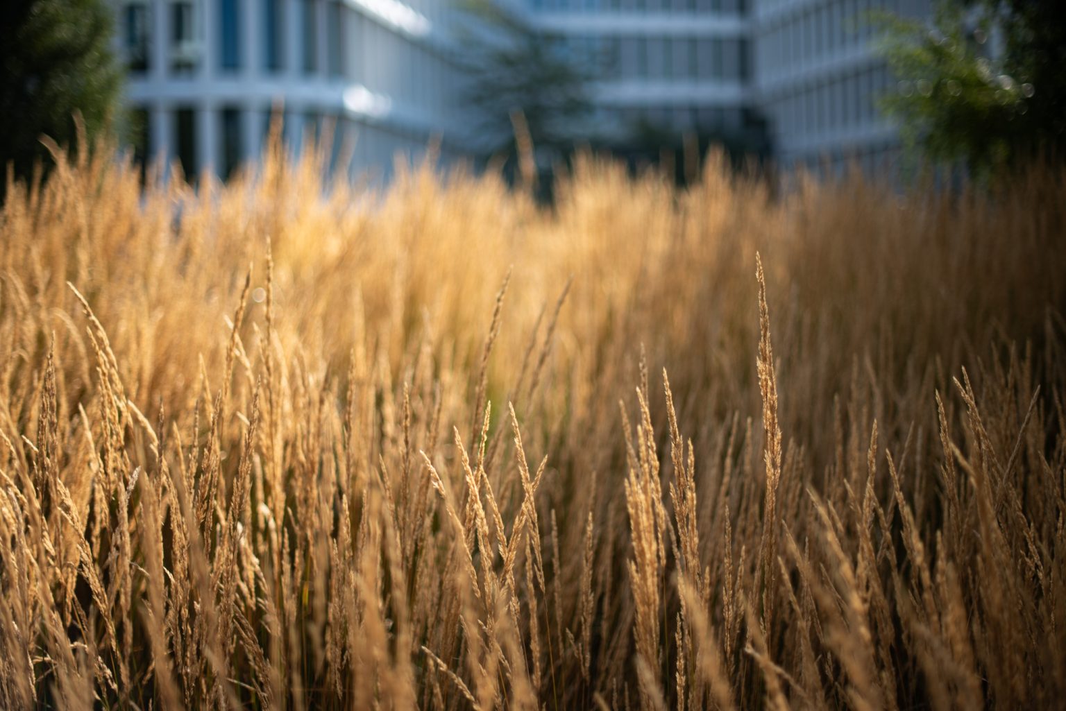 Galeria zdjęć 2000px z aparatu Nikon D750 i obiektywu Nikkor 50mm f/1.4 G AF-S