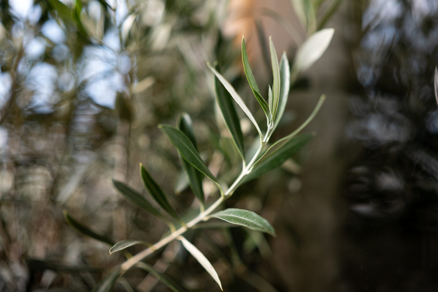 Galeria zdjęć przykładowych 2000px z obiektywu Sigma A 35mm F1.4 DG DN Art i aparatu Leica SL2 Galeria zdjęć przykładowych 2000px z obiektywu Sigma A 35mm F1.4 DG DN Art i aparatu Leica SL2