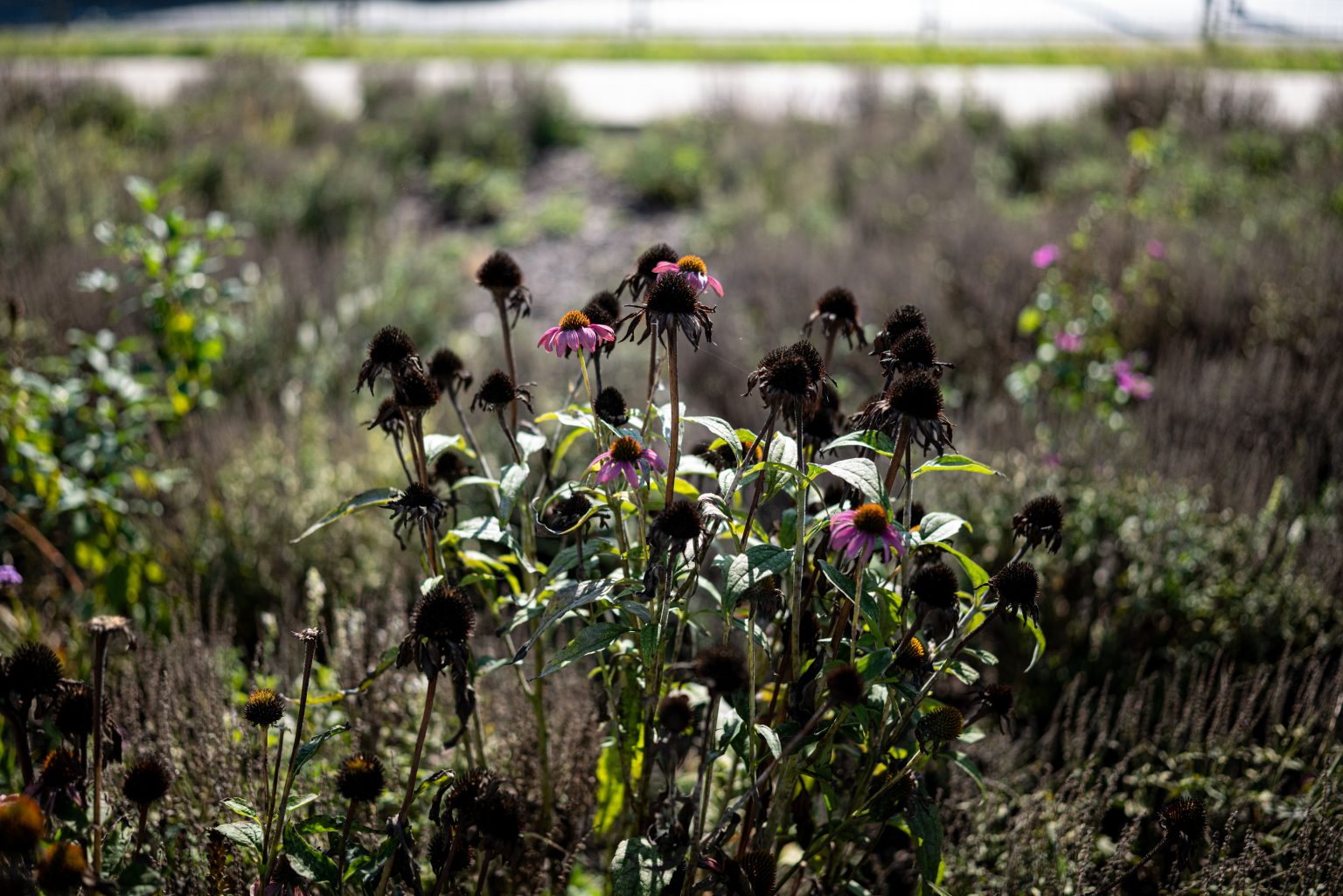 Galeria zdjęć przykładowych 2000px z obiektywu Sigma A 35mm F1.4 DG DN Art i aparatu Leica SL2 Galeria zdjęć przykładowych 2000px z obiektywu Sigma A 35mm F1.4 DG DN Art i aparatu Leica SL2