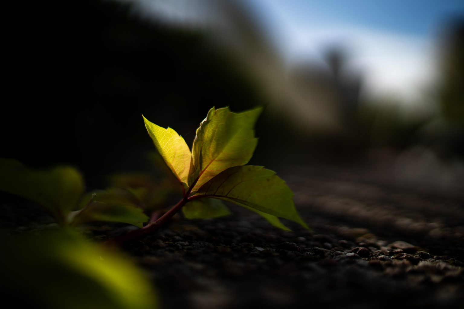 Galeria zdjęć przykładowych 2000px z obiektywu Sony FE 35mm F1.4 ZA Zeiss Distagon T*  i aparatu Sony A7R III