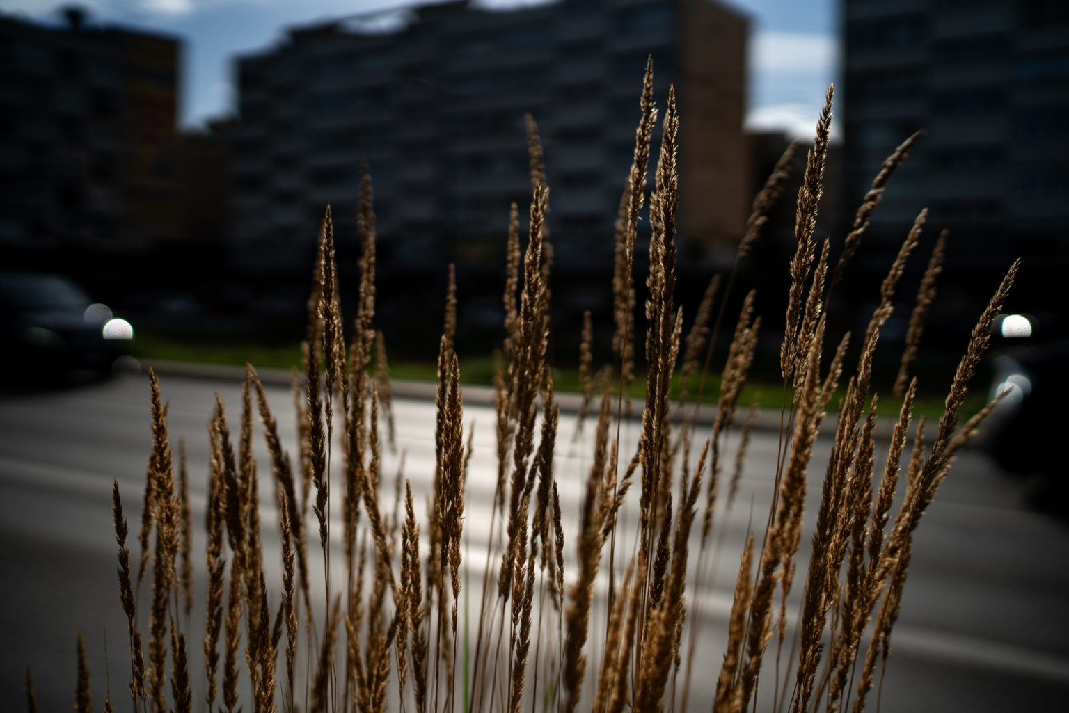 Galeria zdjęć przykładowych 2000px z obiektywu Sony FE 35mm F1.4 ZA Zeiss Distagon T*  i aparatu Sony A7R III