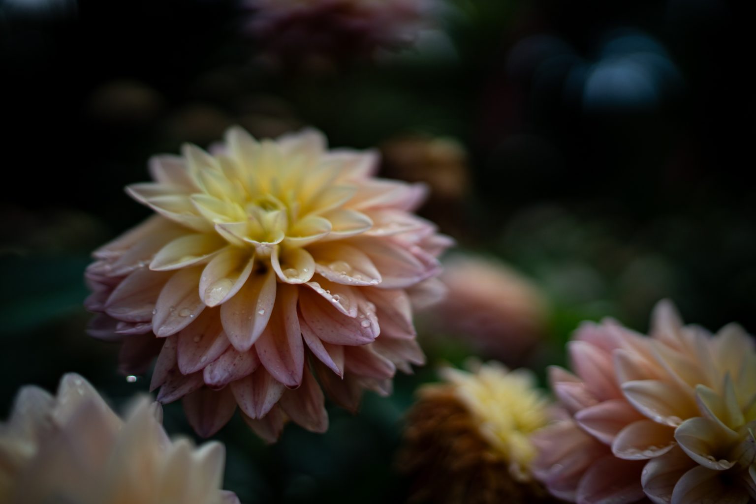 Galeria zdjęć przykładowych 2000px z obiektywu Sony FE 35mm F1.4 ZA Zeiss Distagon T*  i aparatu Sony A7R III