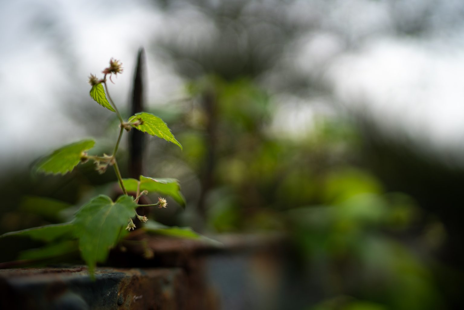 Galeria zdjęć przykładowych 2000px z obiektywu Sony FE 35mm F1.4 ZA Zeiss Distagon T*  i aparatu Sony A7R III
