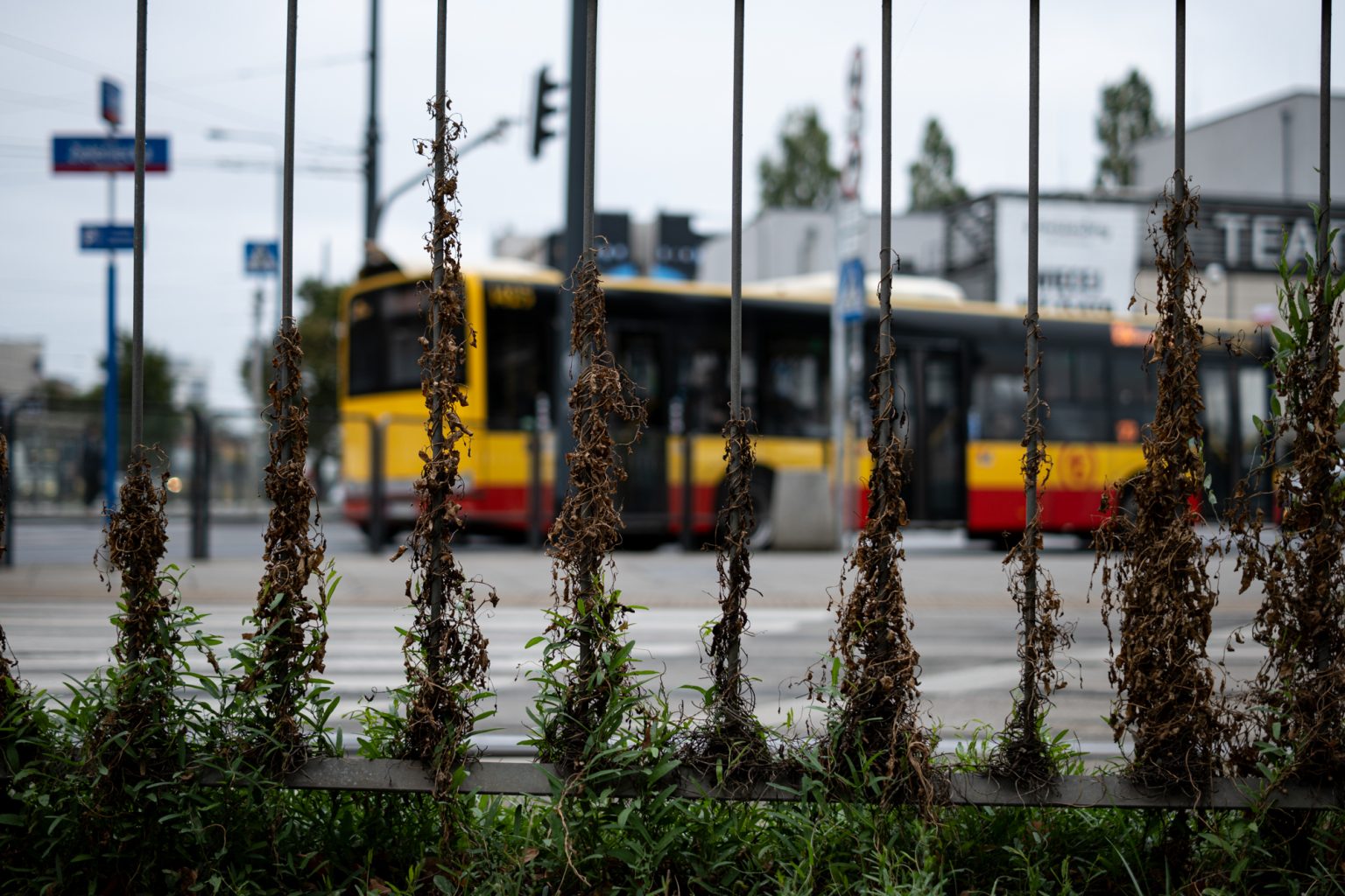 Galeria zdjęć przykładowych 2000px z obiektywu TTArtisan AF 40mm F2 ED ASPH i aparatu Nikon Z fc