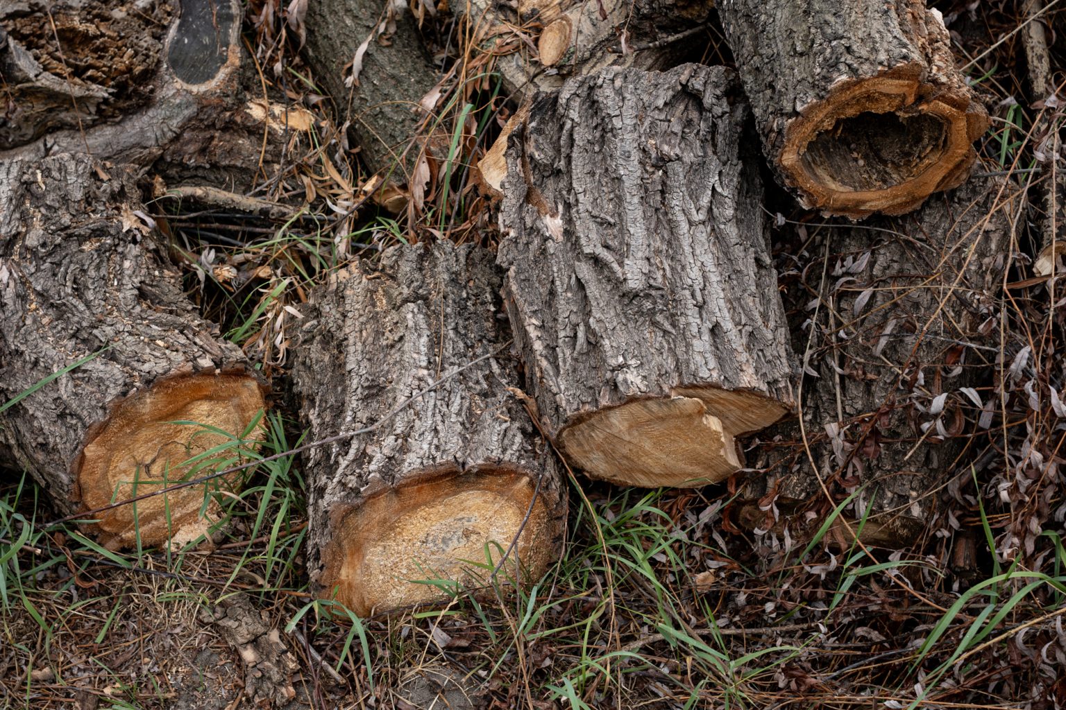 Galeria zdjęć przykładowych 2000px z obiektywu TTArtisan AF 40mm F2 ED ASPH i aparatu Nikon Z fc