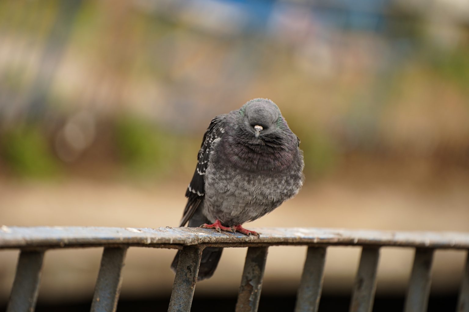 Galeria zdjęć przykładowych 2000px wykonanych obiektywem Tamron 70-180mm F2.8 Di III VXD i aparatem Sony A7III Galeria zdjęć przykładowych 2000px wykonanych obiektywem Tamron 70-180mm F2.8 Di III VXD i aparatem Sony A7III