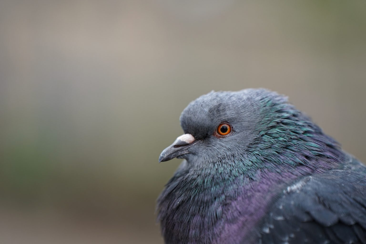 Galeria zdjęć przykładowych 2000px wykonanych obiektywem Tamron 70-180mm F2.8 Di III VXD i aparatem Sony A7III Galeria zdjęć przykładowych 2000px wykonanych obiektywem Tamron 70-180mm F2.8 Di III VXD i aparatem Sony A7III