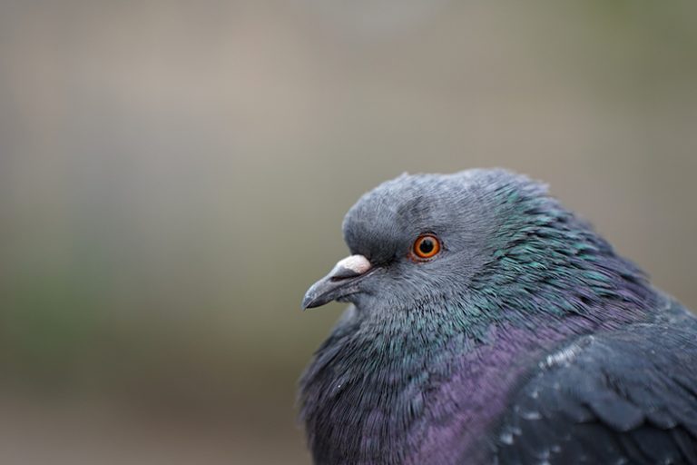 Tamron 70-180mm F2.8 Di III VXD