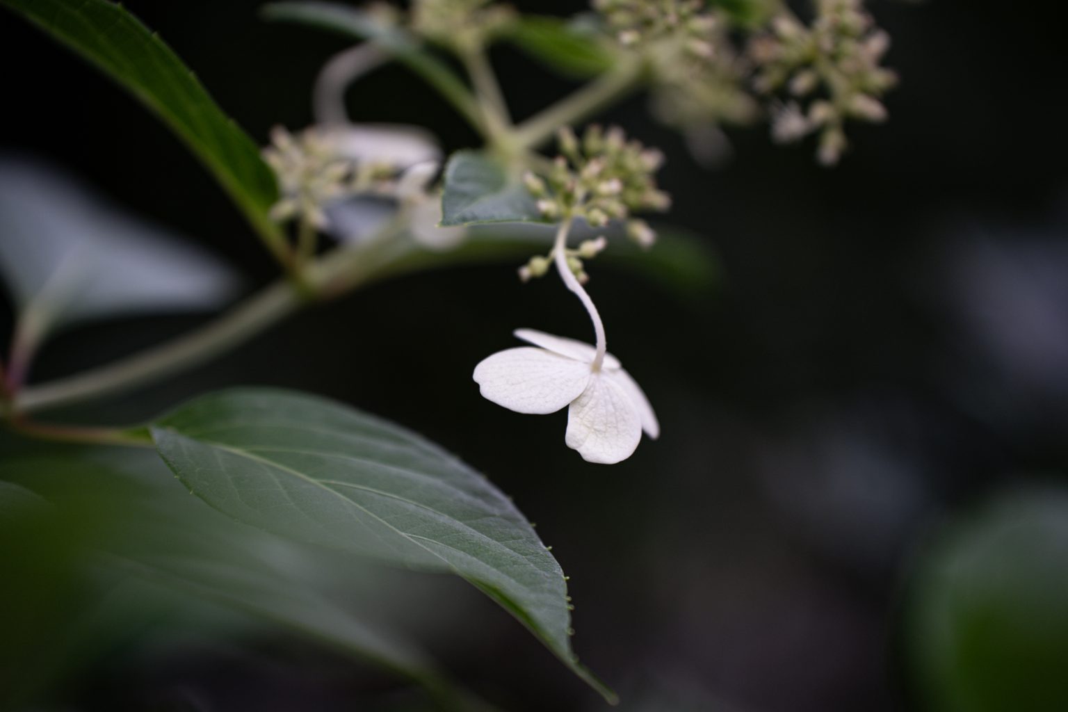 Galeria zdjęć przykładowych 2000px wykonanych obiektywem Tamron 70-180mm F2.8 Di III VXD i aparatem Sony A7III Galeria zdjęć przykładowych 2000px wykonanych obiektywem Tamron 70-180mm F2.8 Di III VXD i aparatem Sony A7III